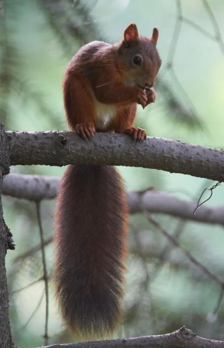 Animals in Sunnychalet
