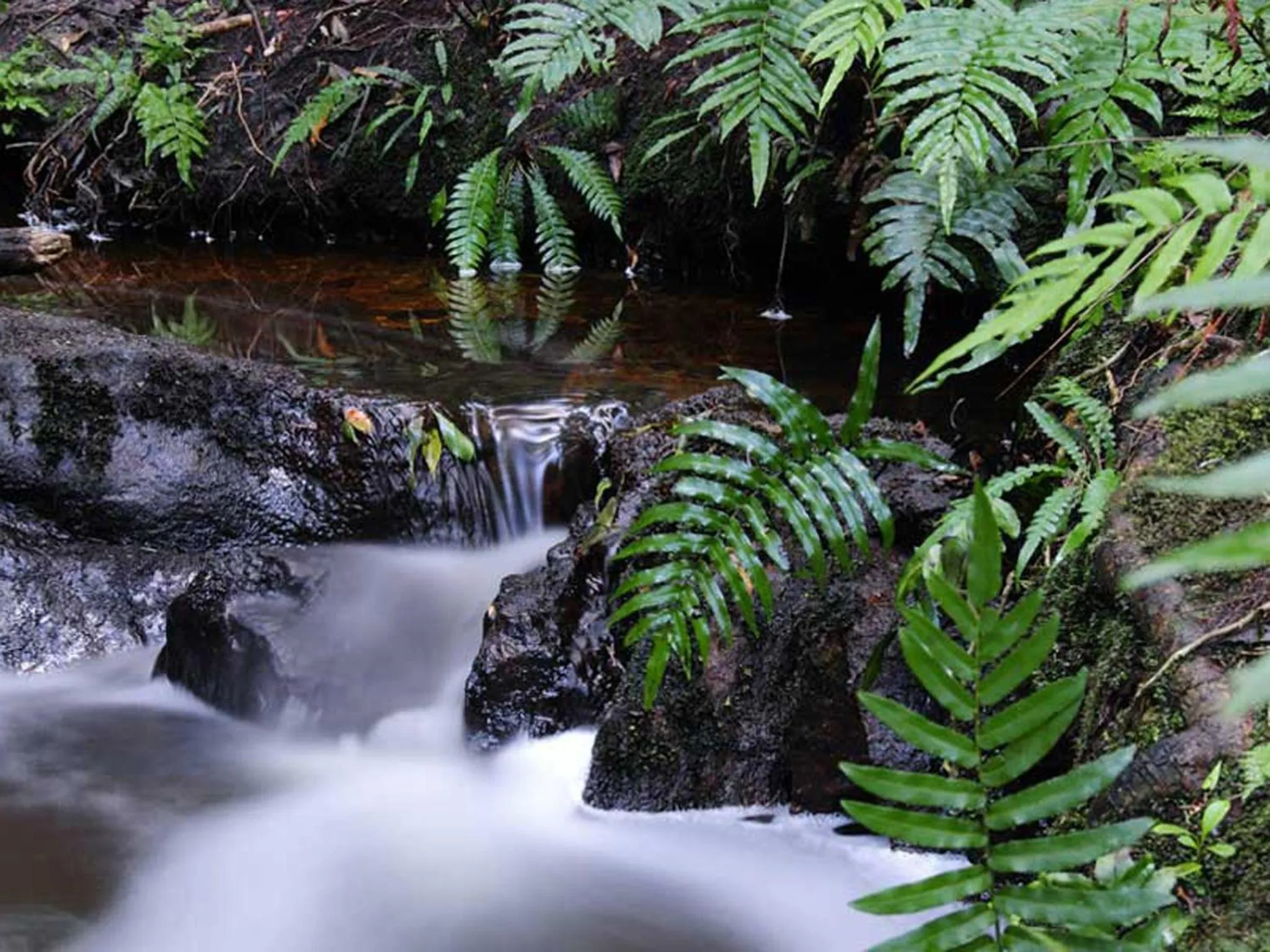 Hiking in Forest Edge