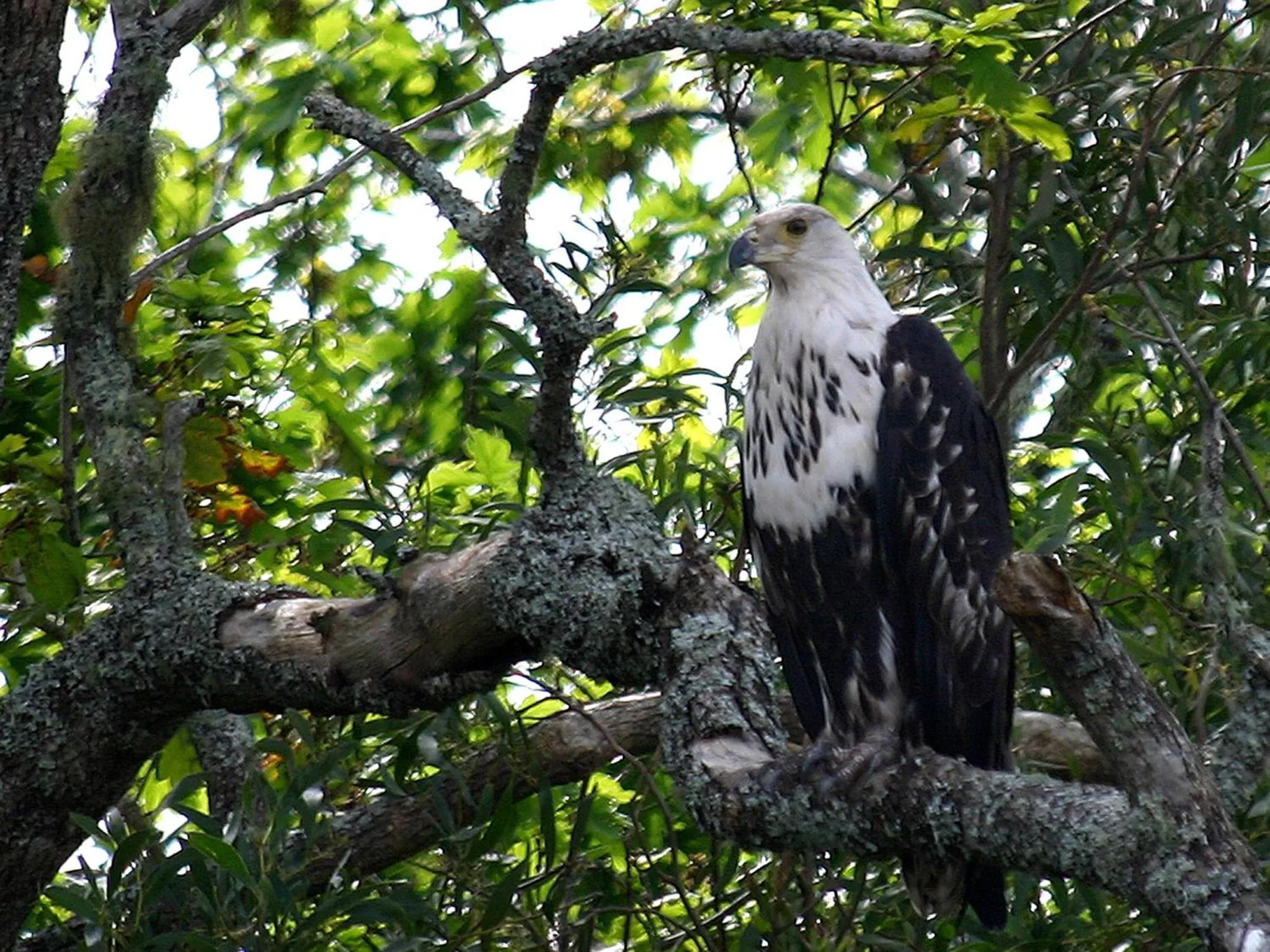 Garden in Forest Edge