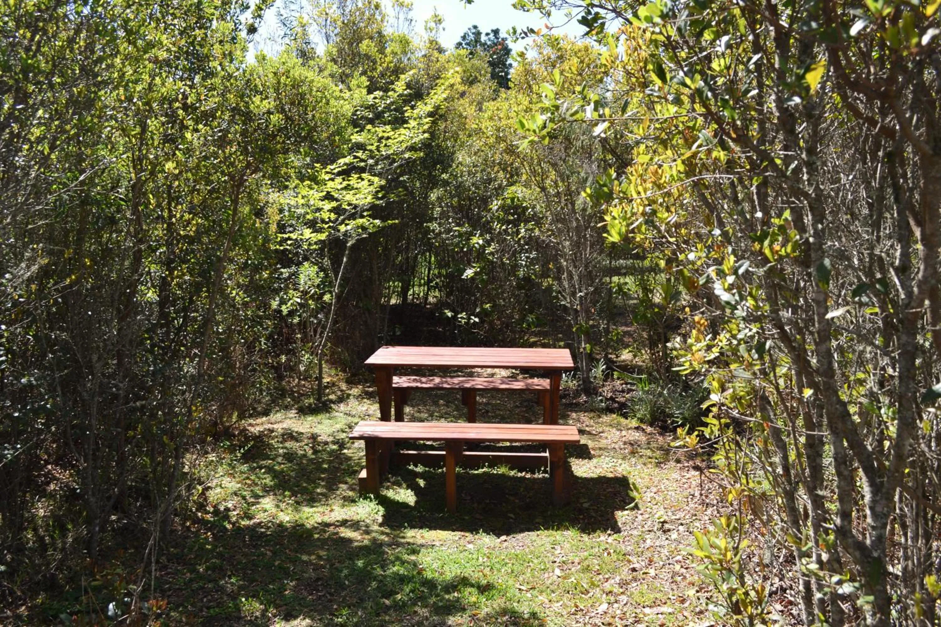 Garden in Forest Edge