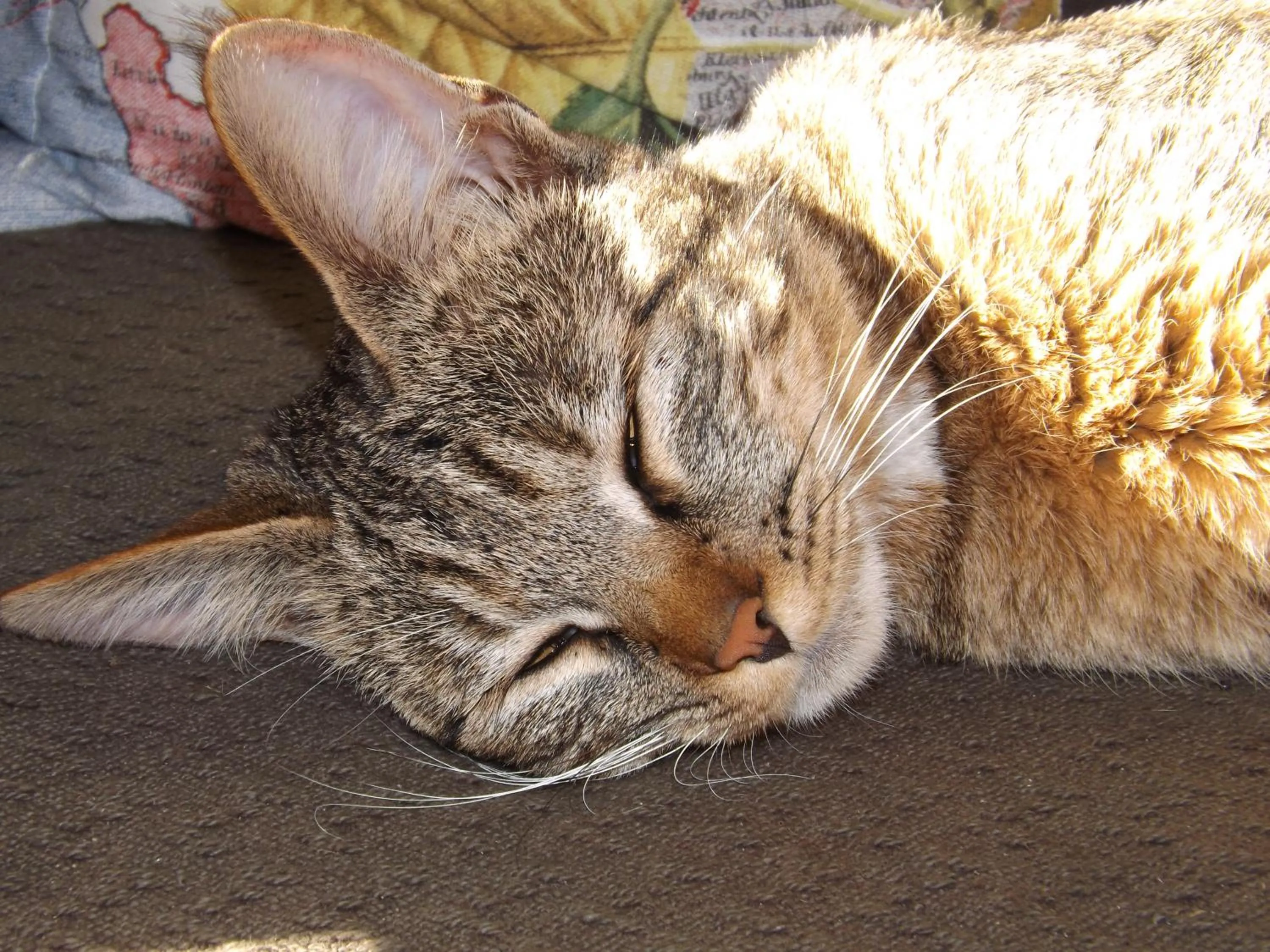 Pets in Masescha Country Estate