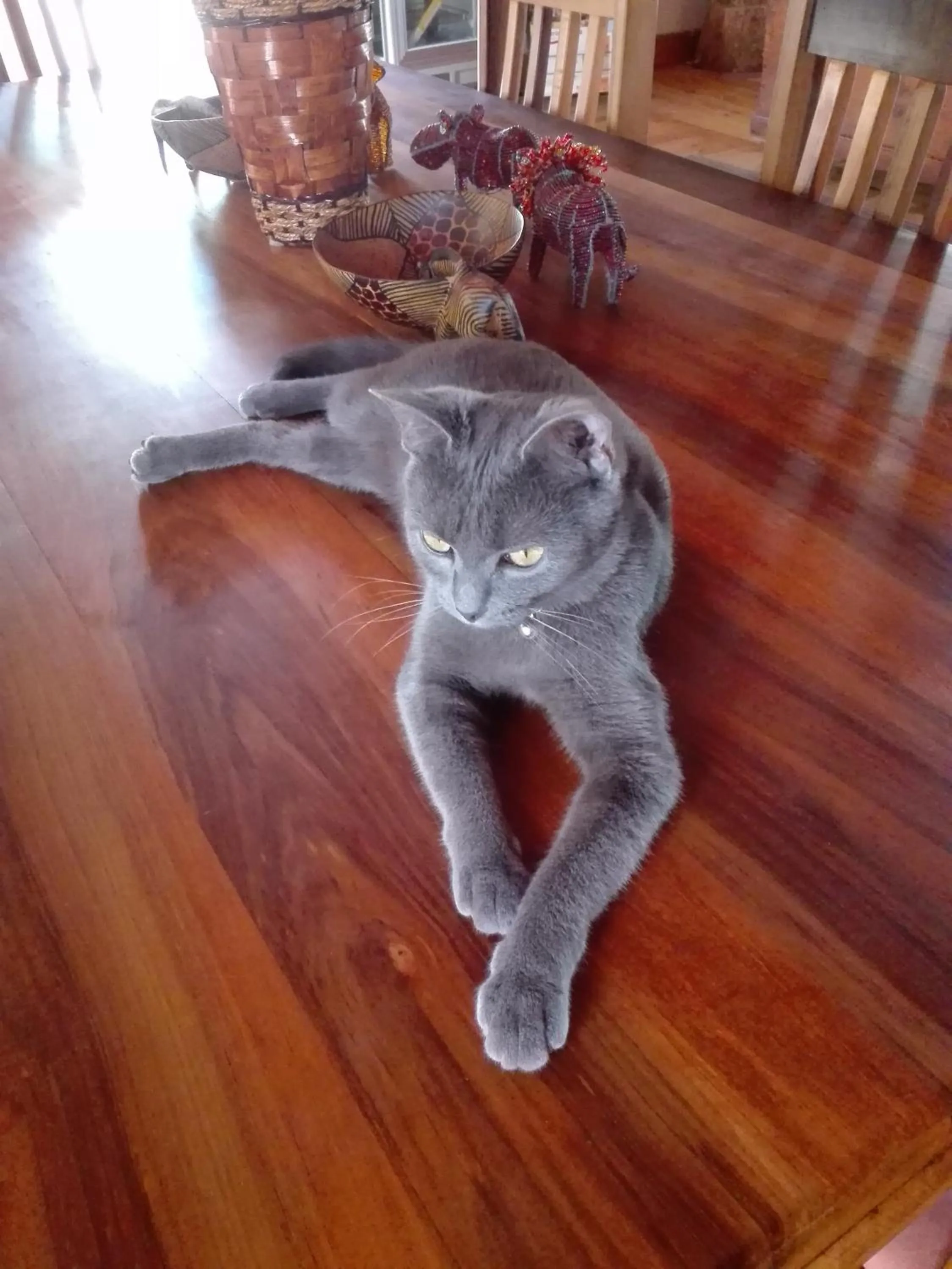 Pets in Masescha Country Estate