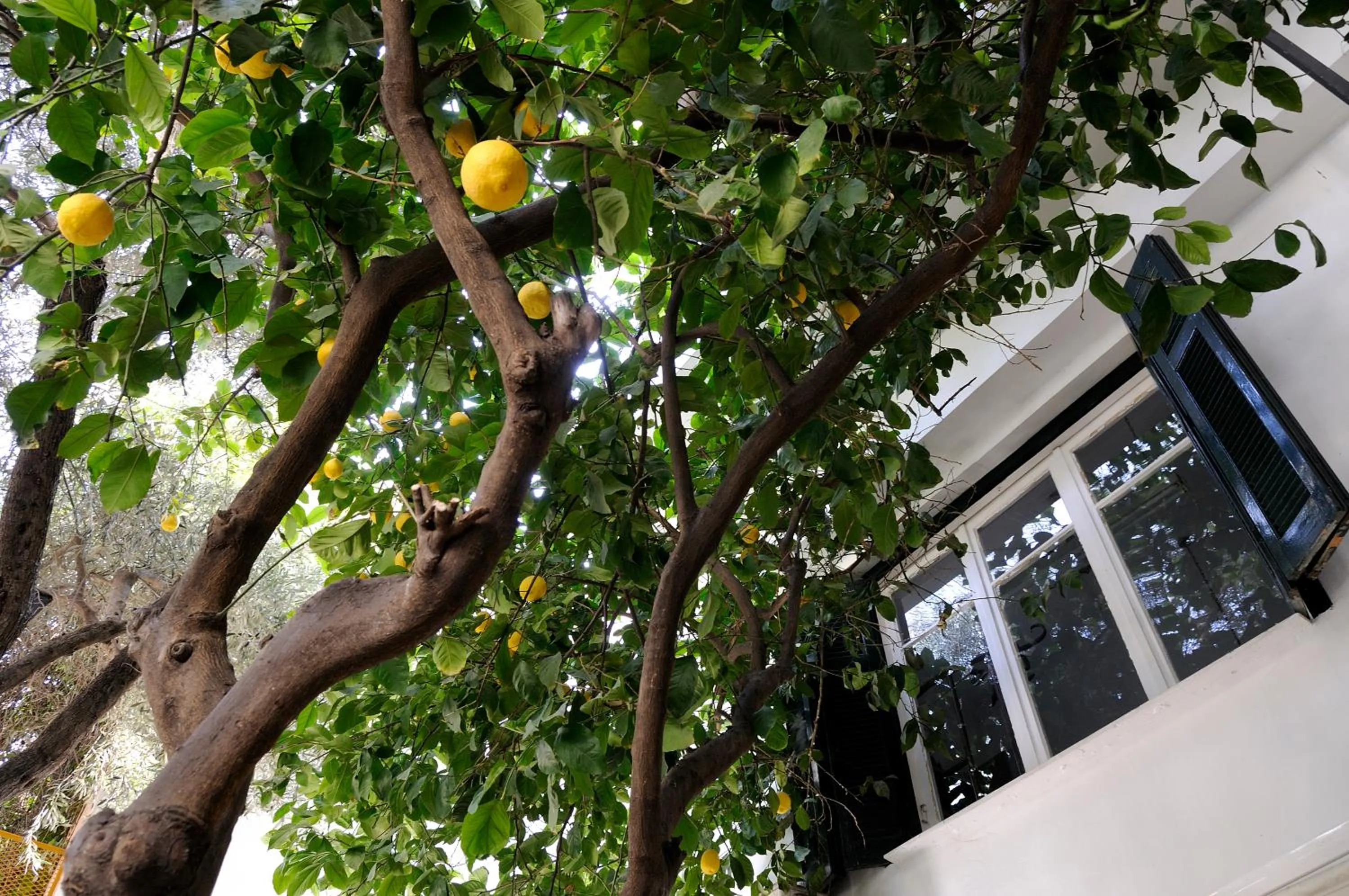 Garden in Athens Green Apartments