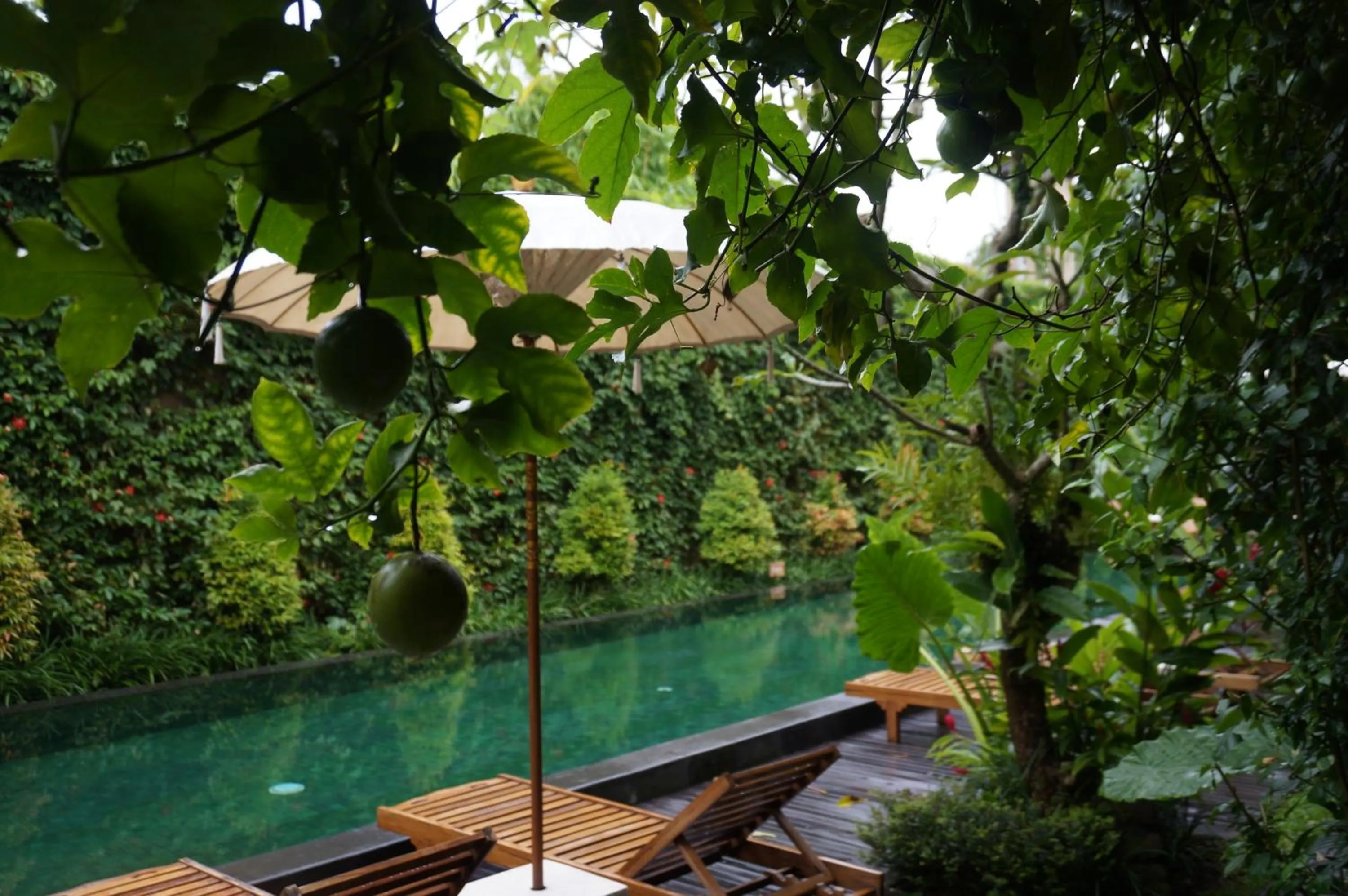 Garden in Sapodilla Ubud