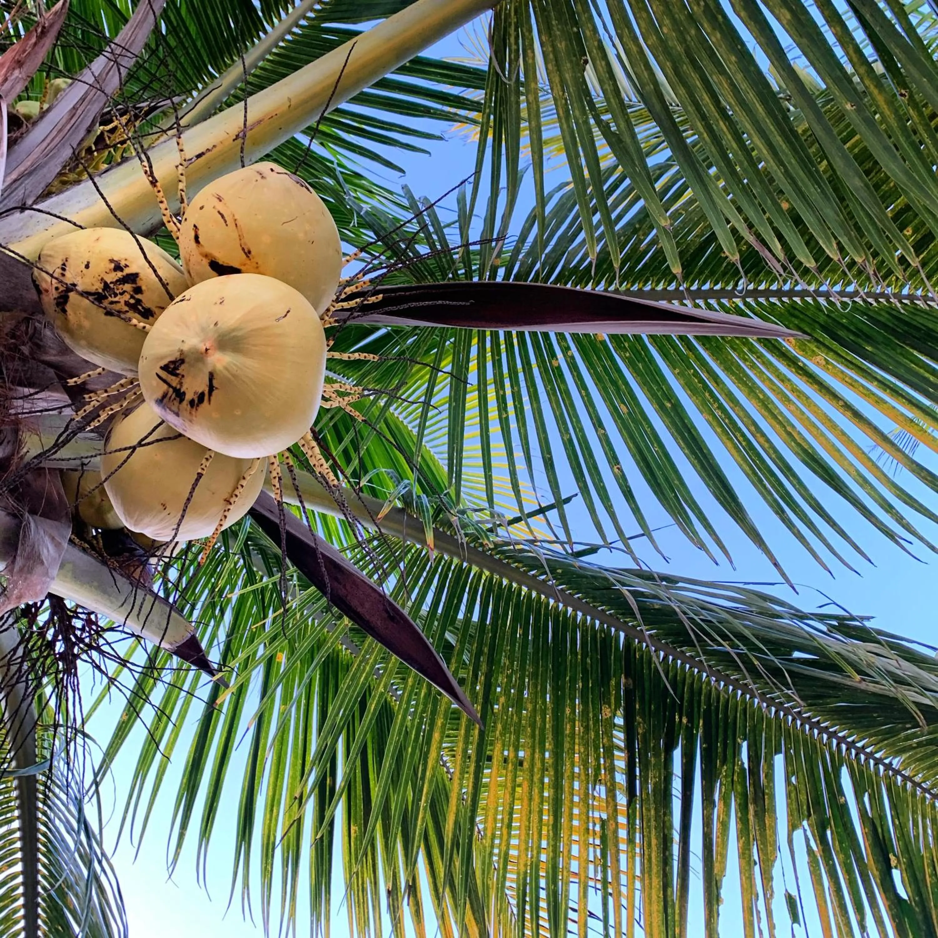 Decorative detail in Maya Beach Hotel