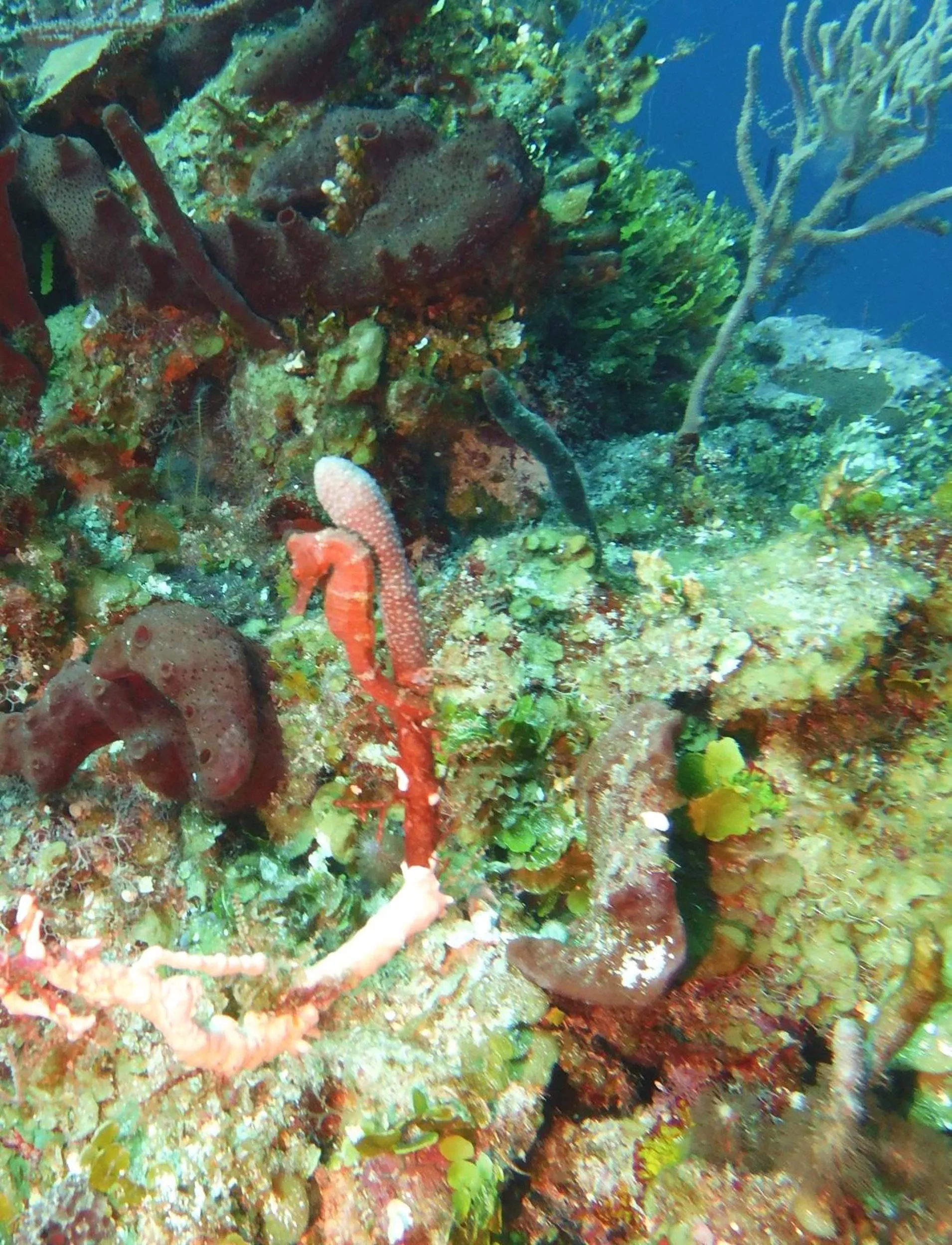 Diving in Maya Beach Hotel