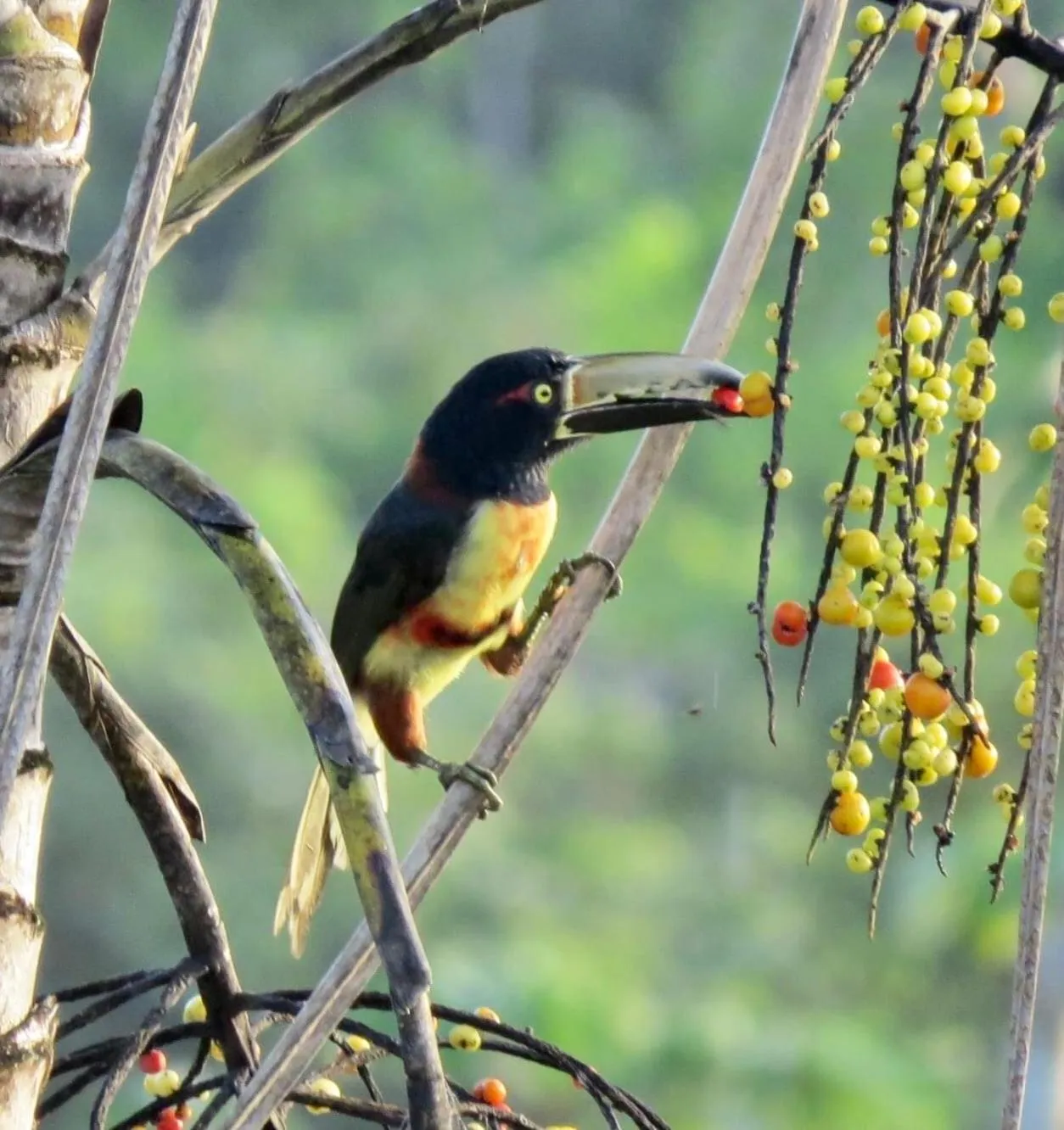 Natural landscape in Gumbo Limbo Jungle Resort