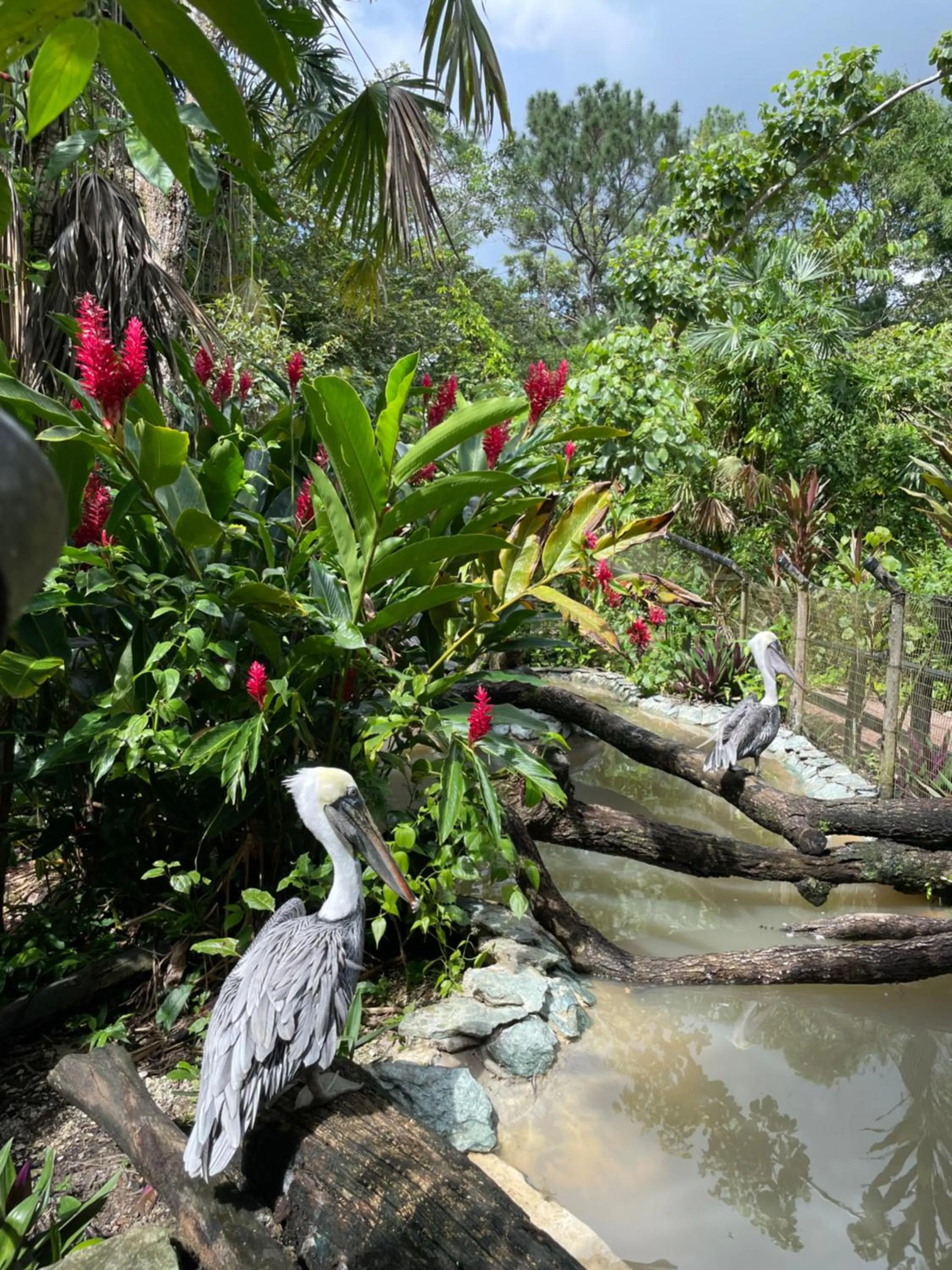 Activities in Gumbo Limbo Jungle Resort