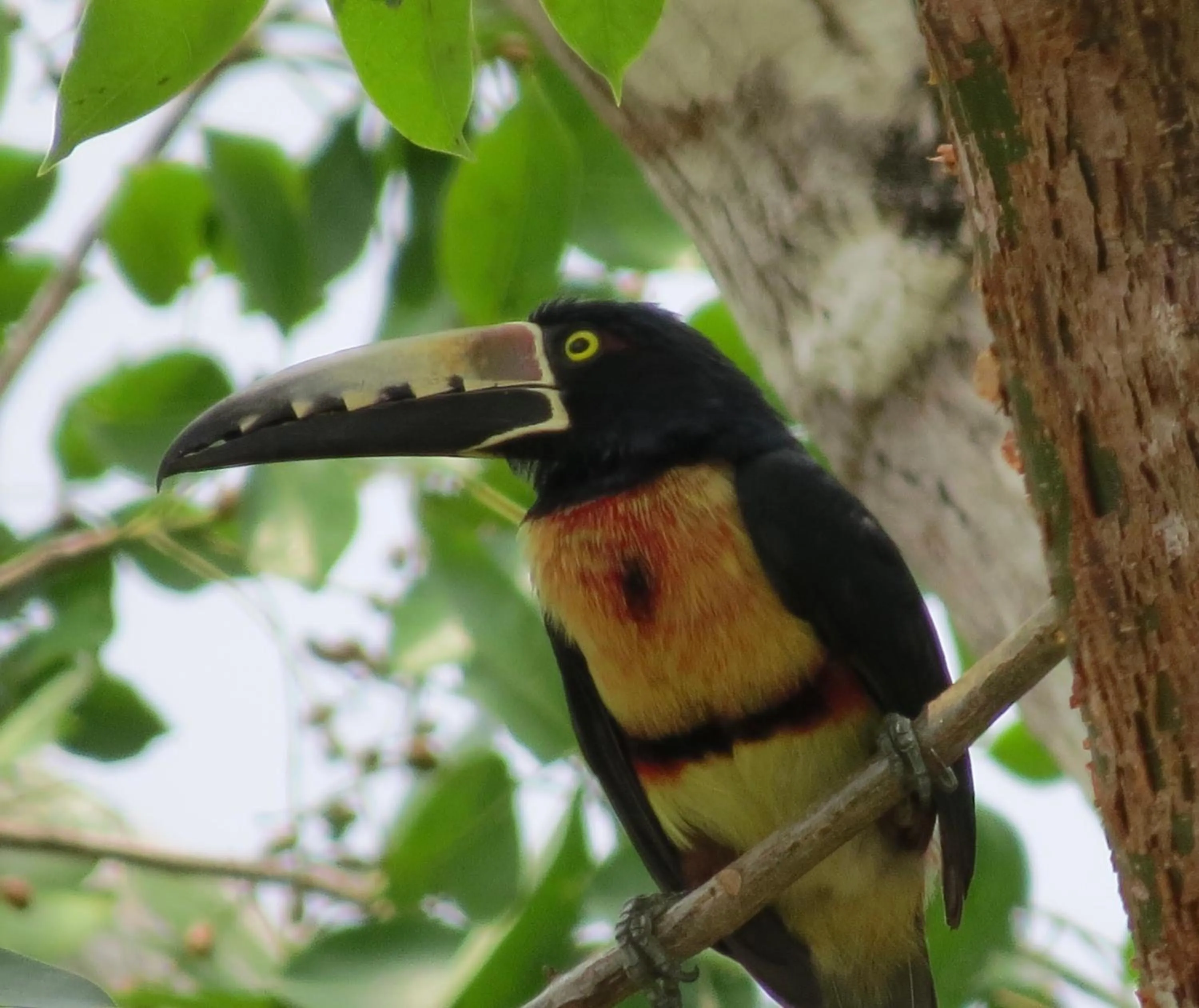 Natural landscape in Gumbo Limbo Jungle Resort