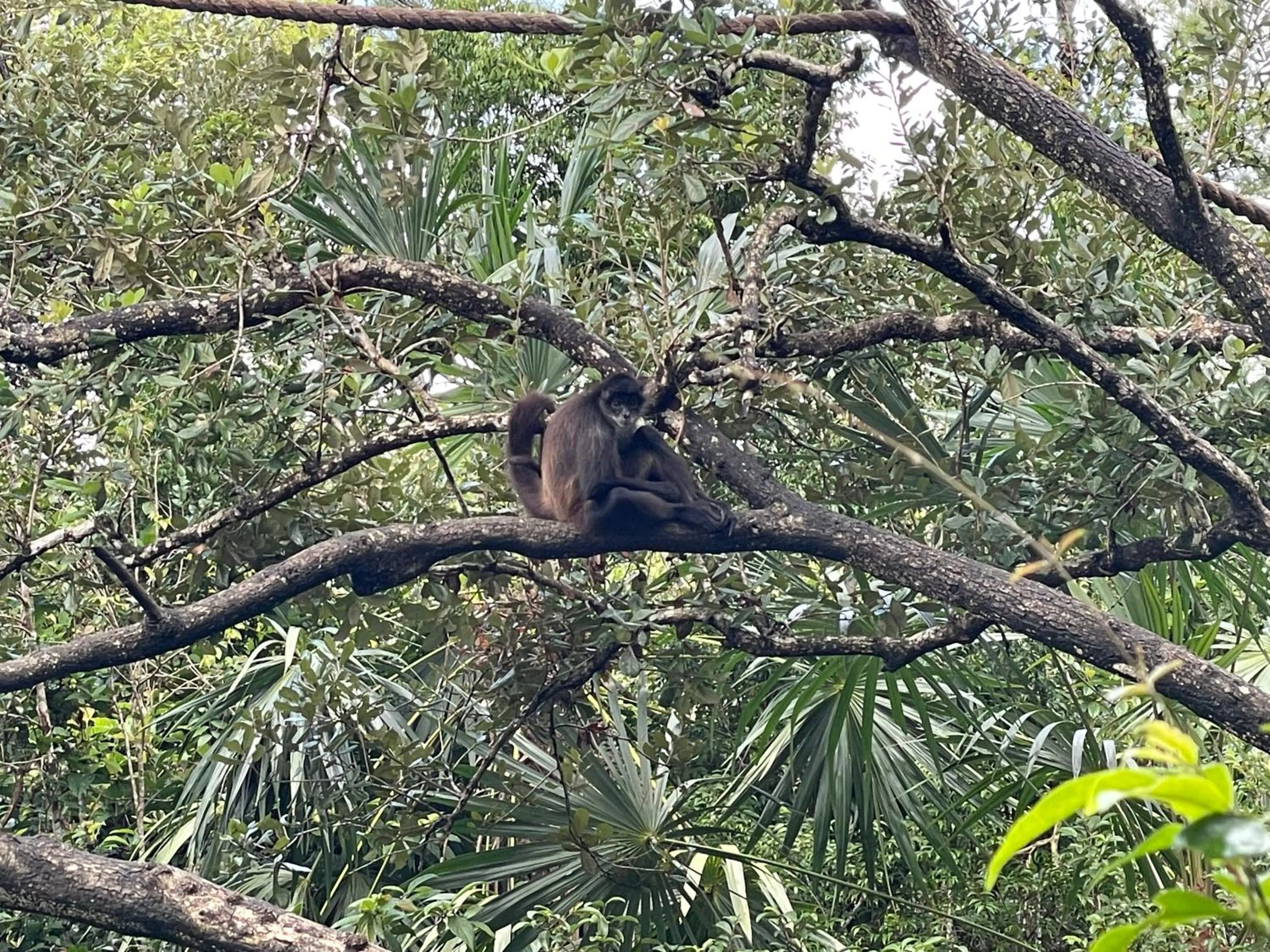 Animals in Gumbo Limbo Jungle Resort