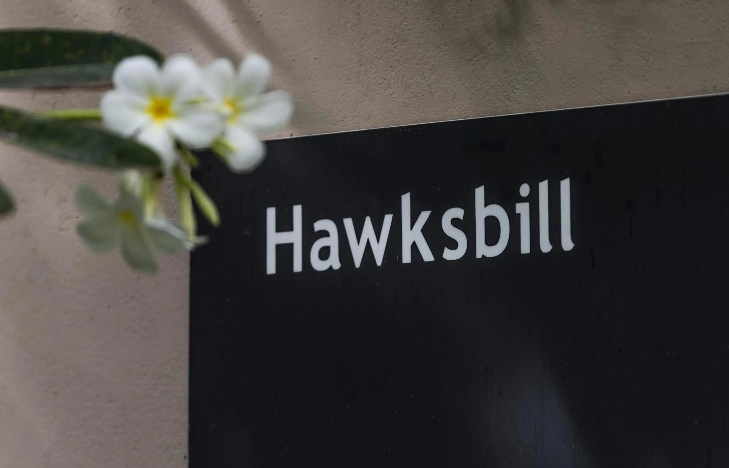 Text overlay in The Frangipani Tree by Edwards Collection - Thalpe