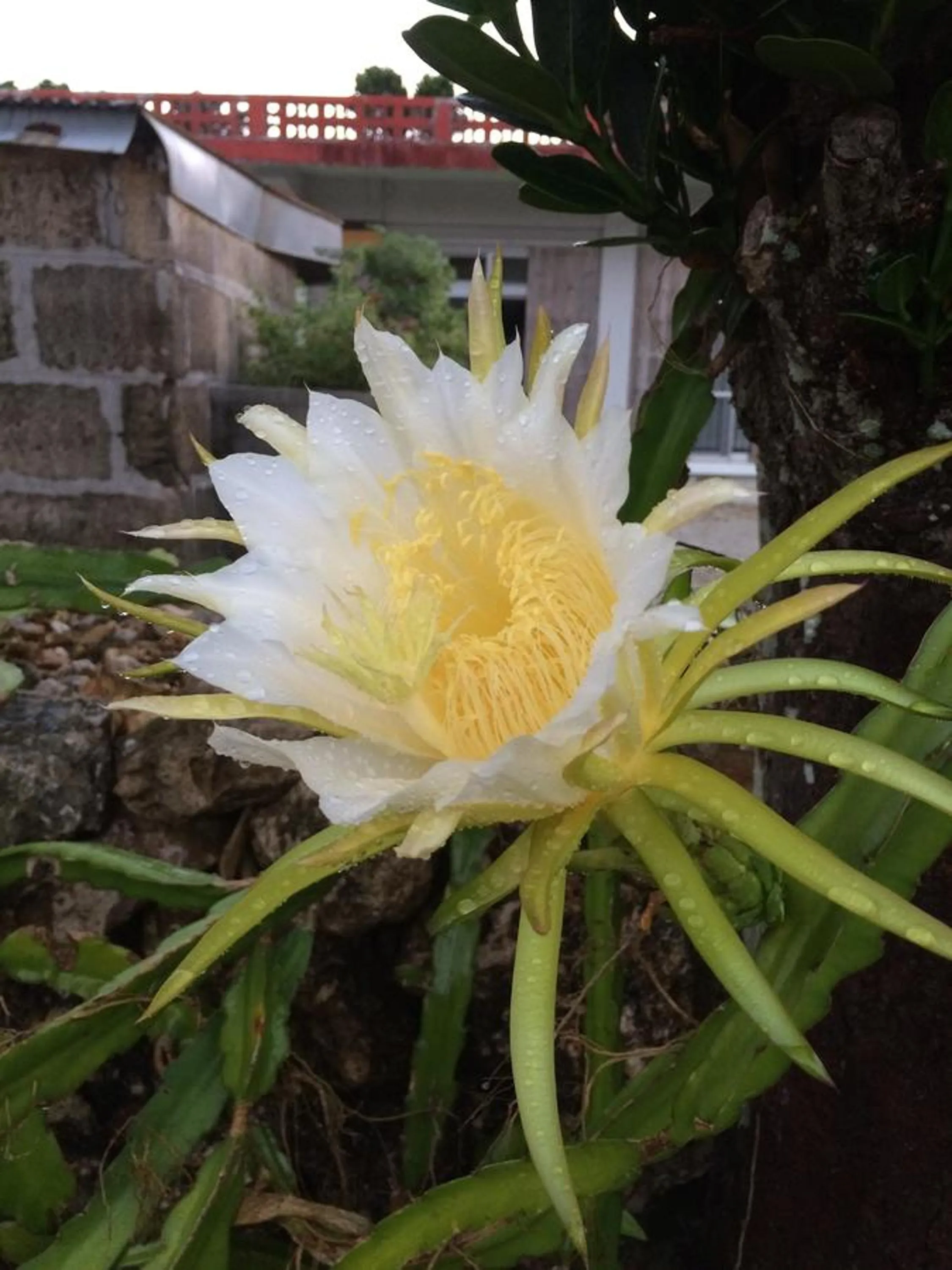 Day in Minshuku Irayoi