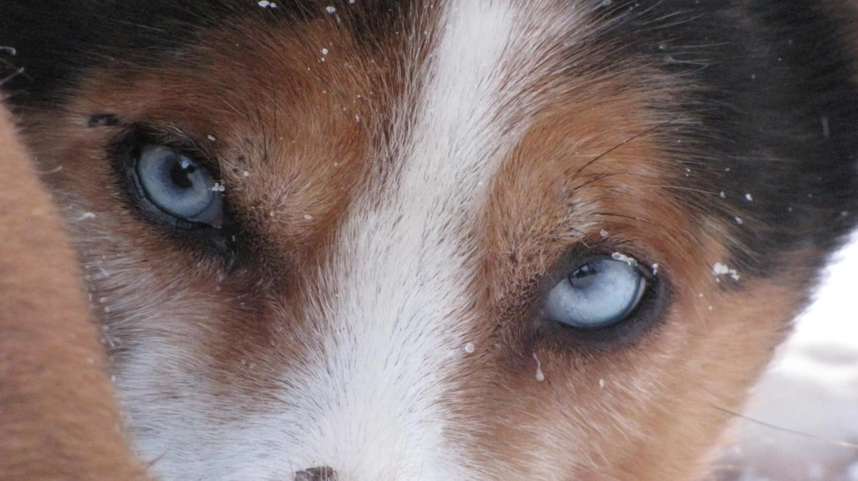 Staff in Beana Laponia - Wilderness boutique hotel with safaris