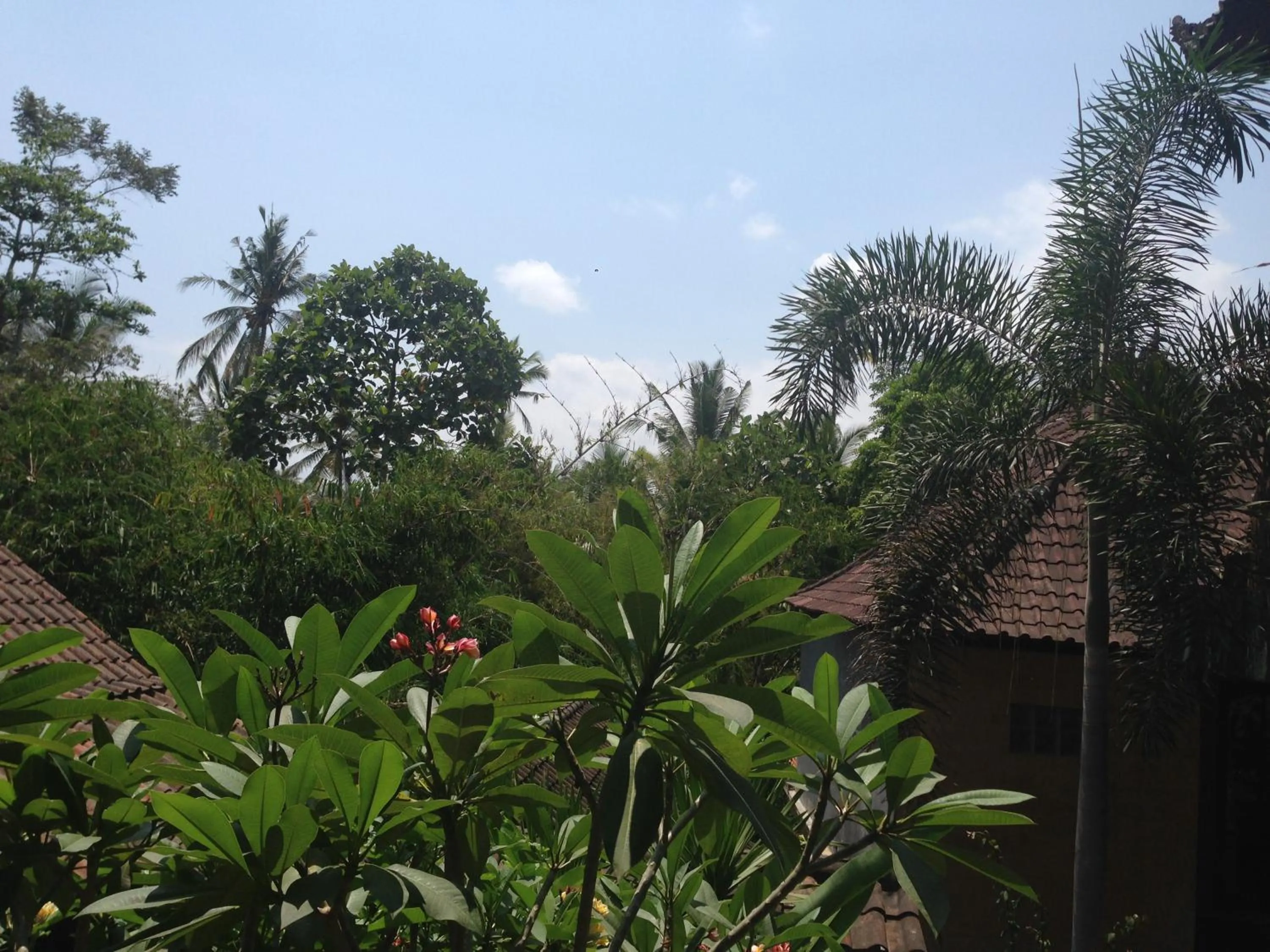 Day in Ubud Rooms B&B