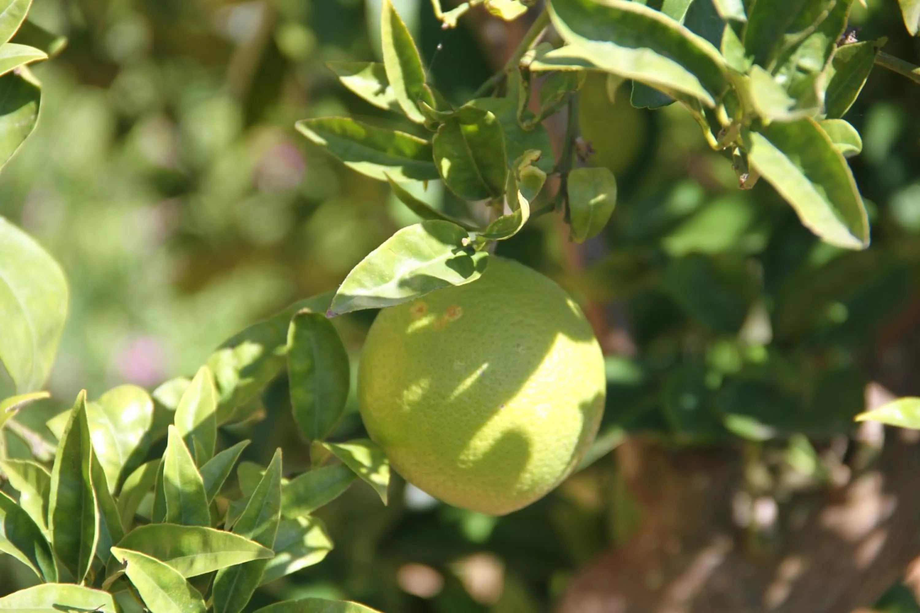 Garden in Can Cariño