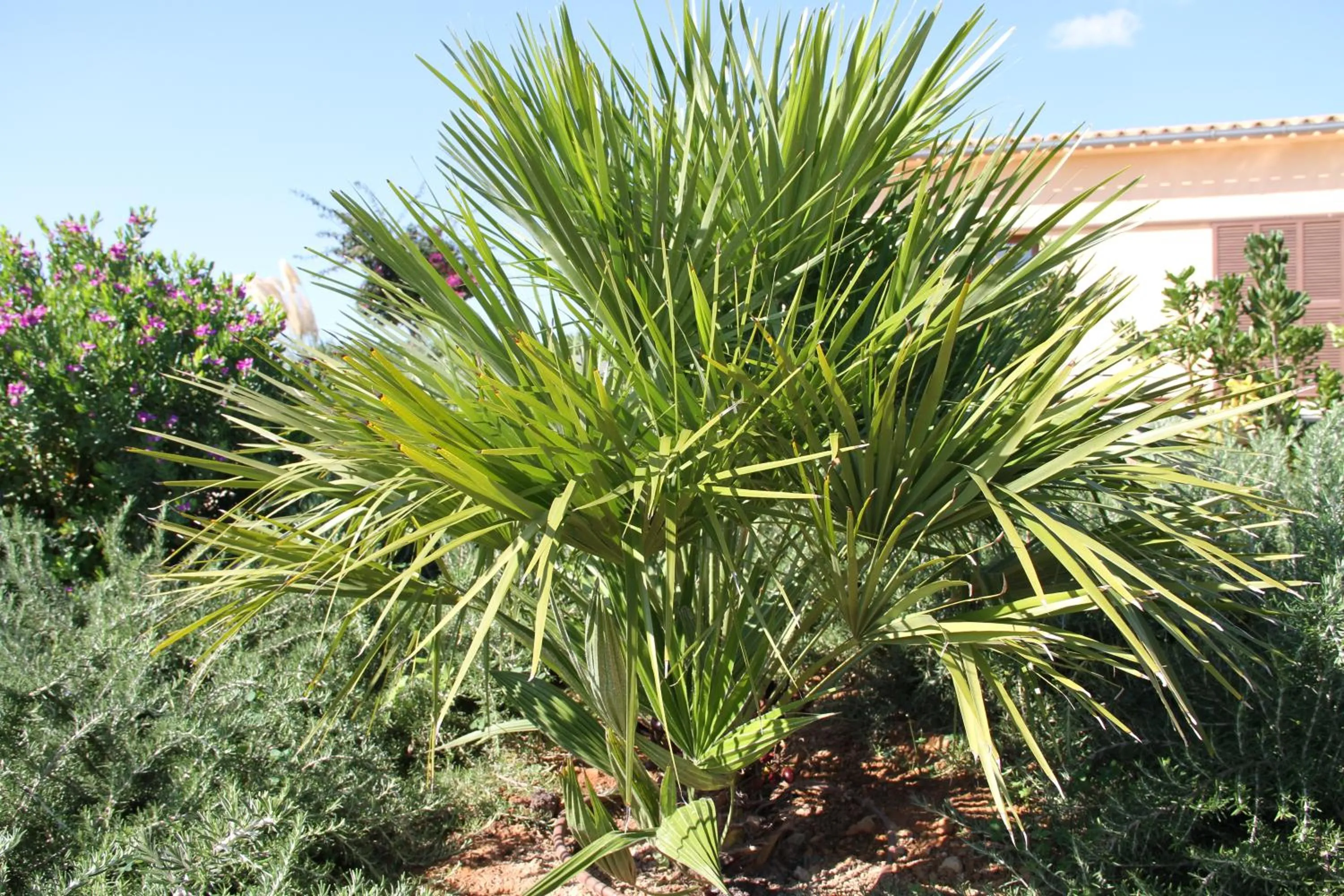 Garden in Can Cariño