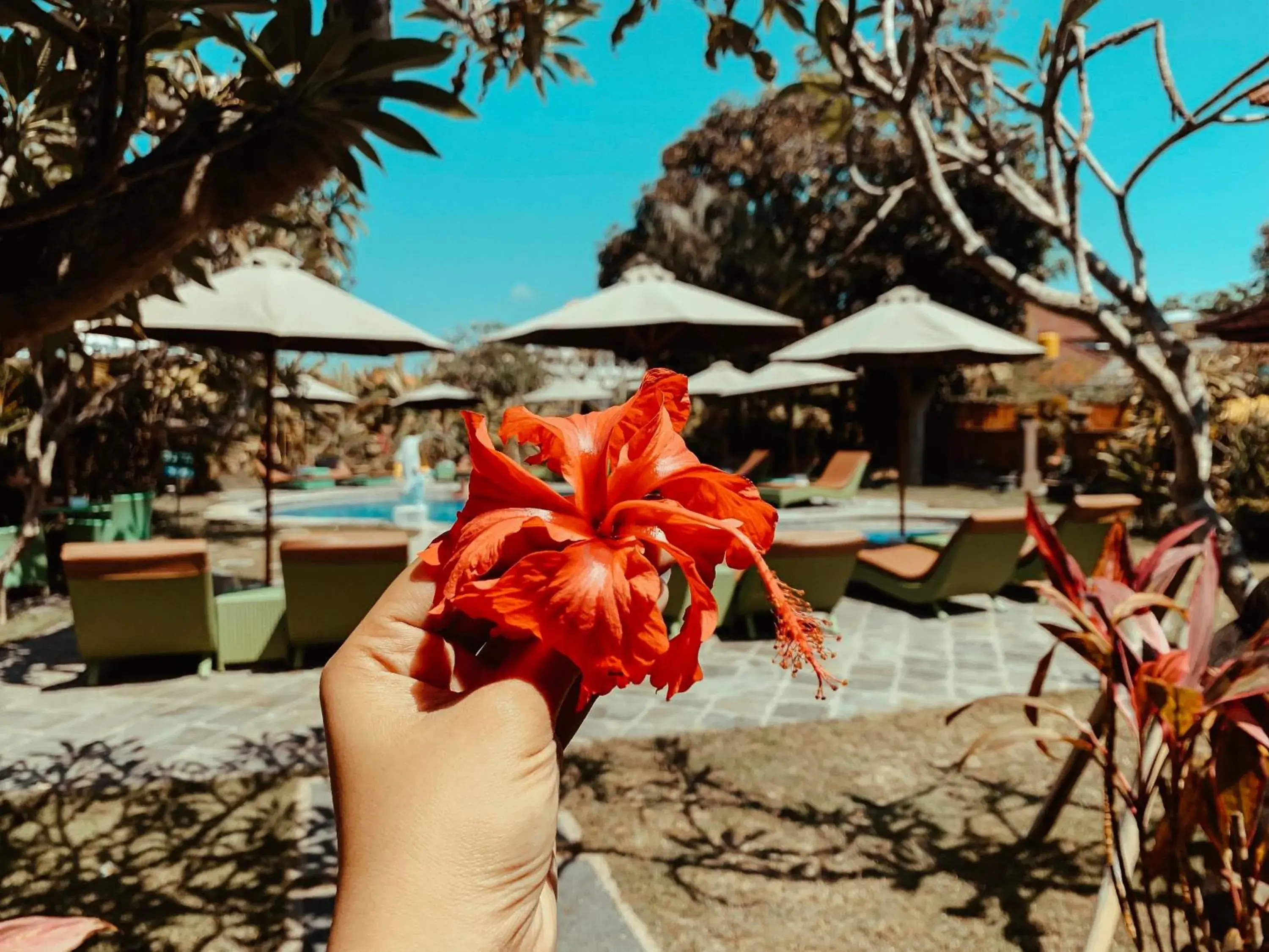 Swimming pool in Bali Wirasana Inn Swimming pool in Bali Wirasana Inn