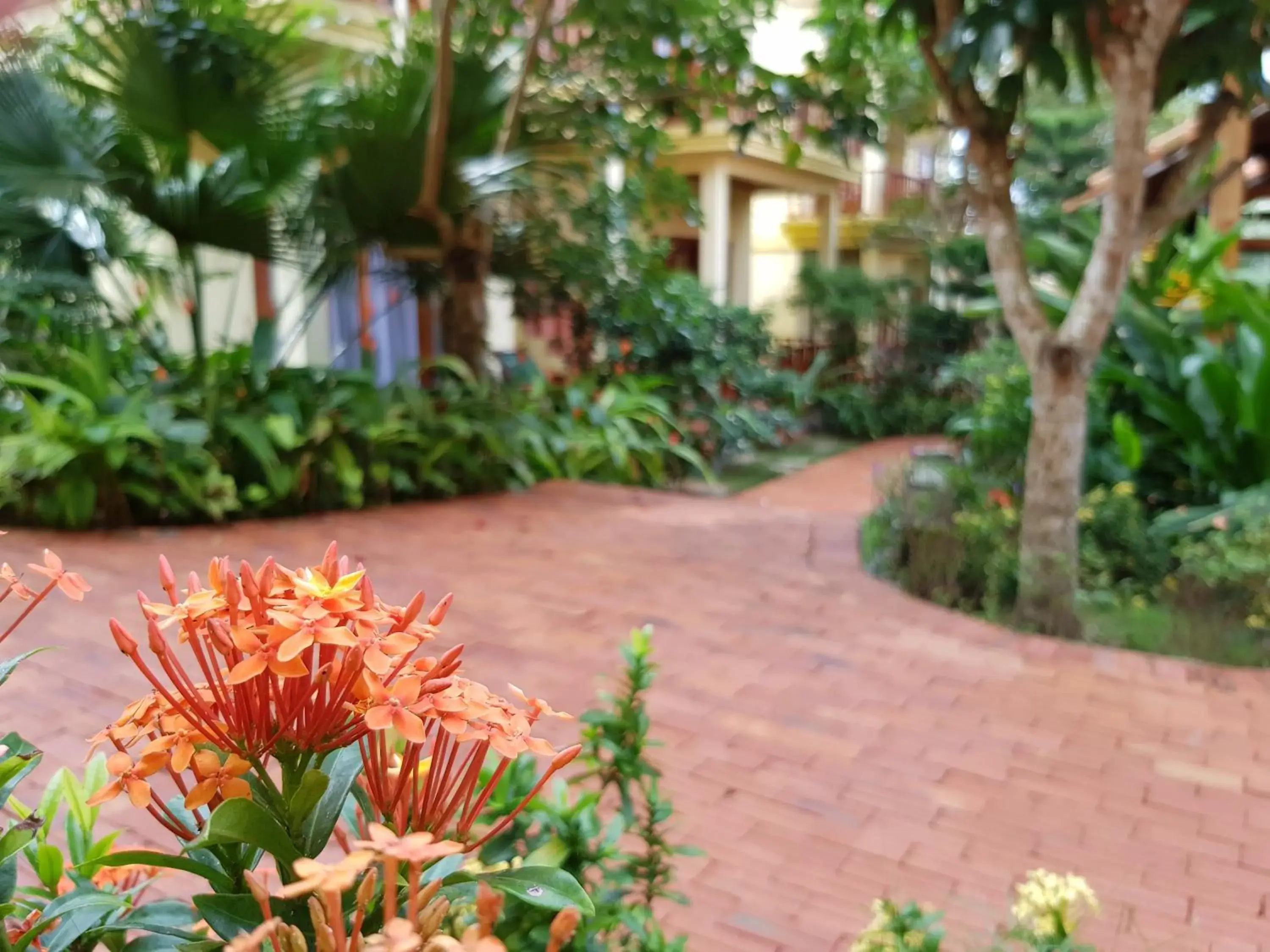 Garden view in Free Beach Resort Garden view in Free Beach Resort