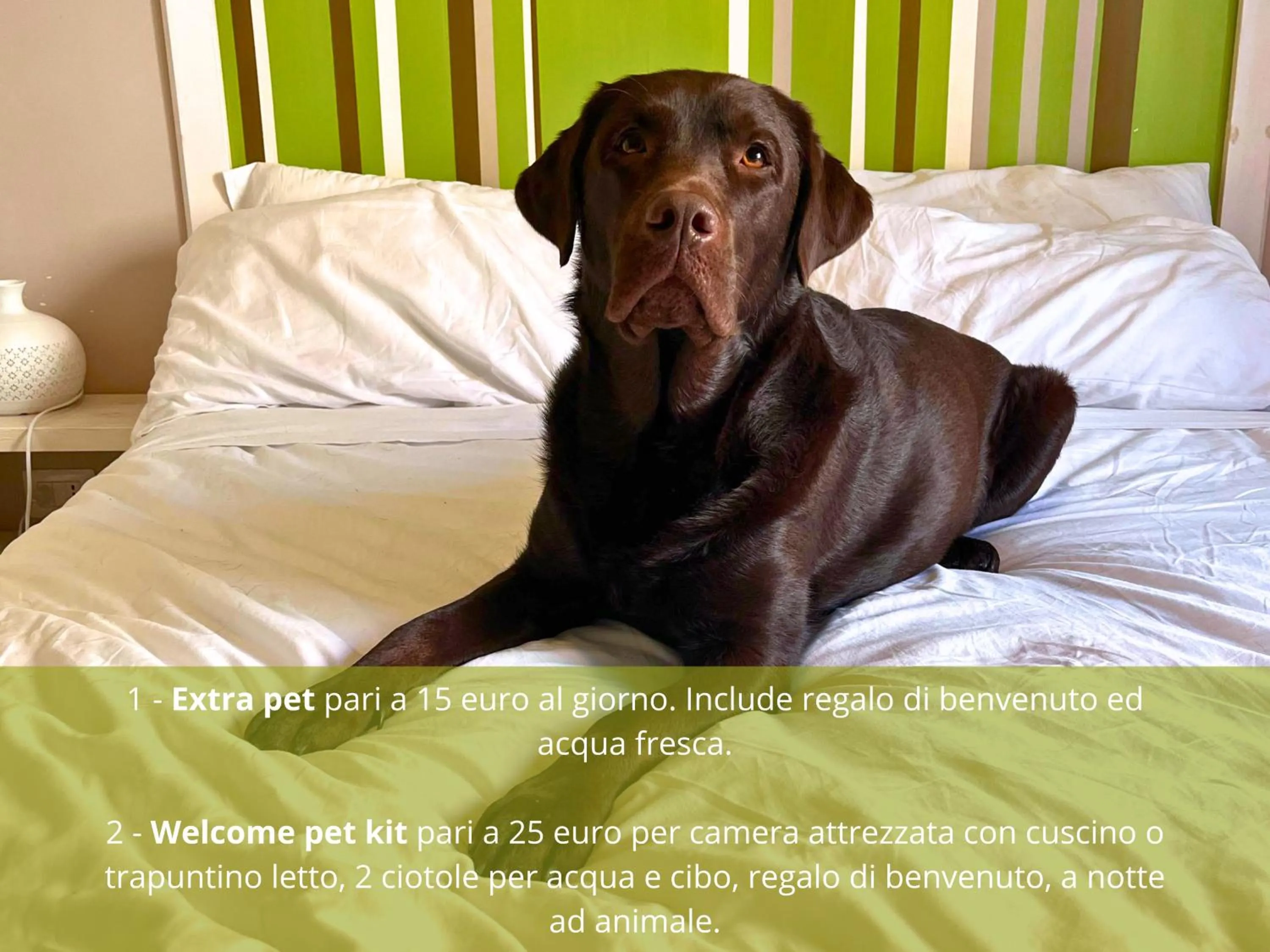 pet friendly in Myricae