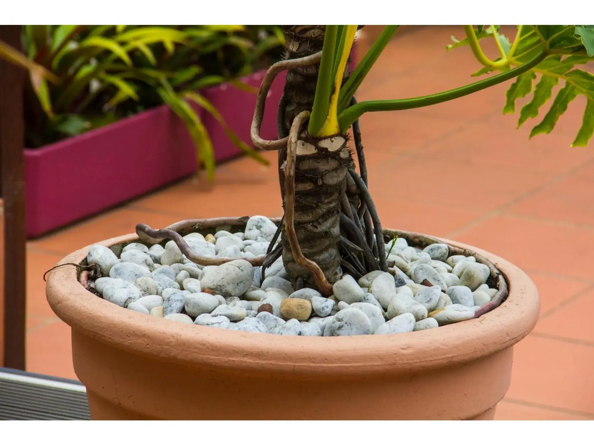 Garden in La Loggia Bed and Breakfast Garden in La Loggia Bed and Breakfast