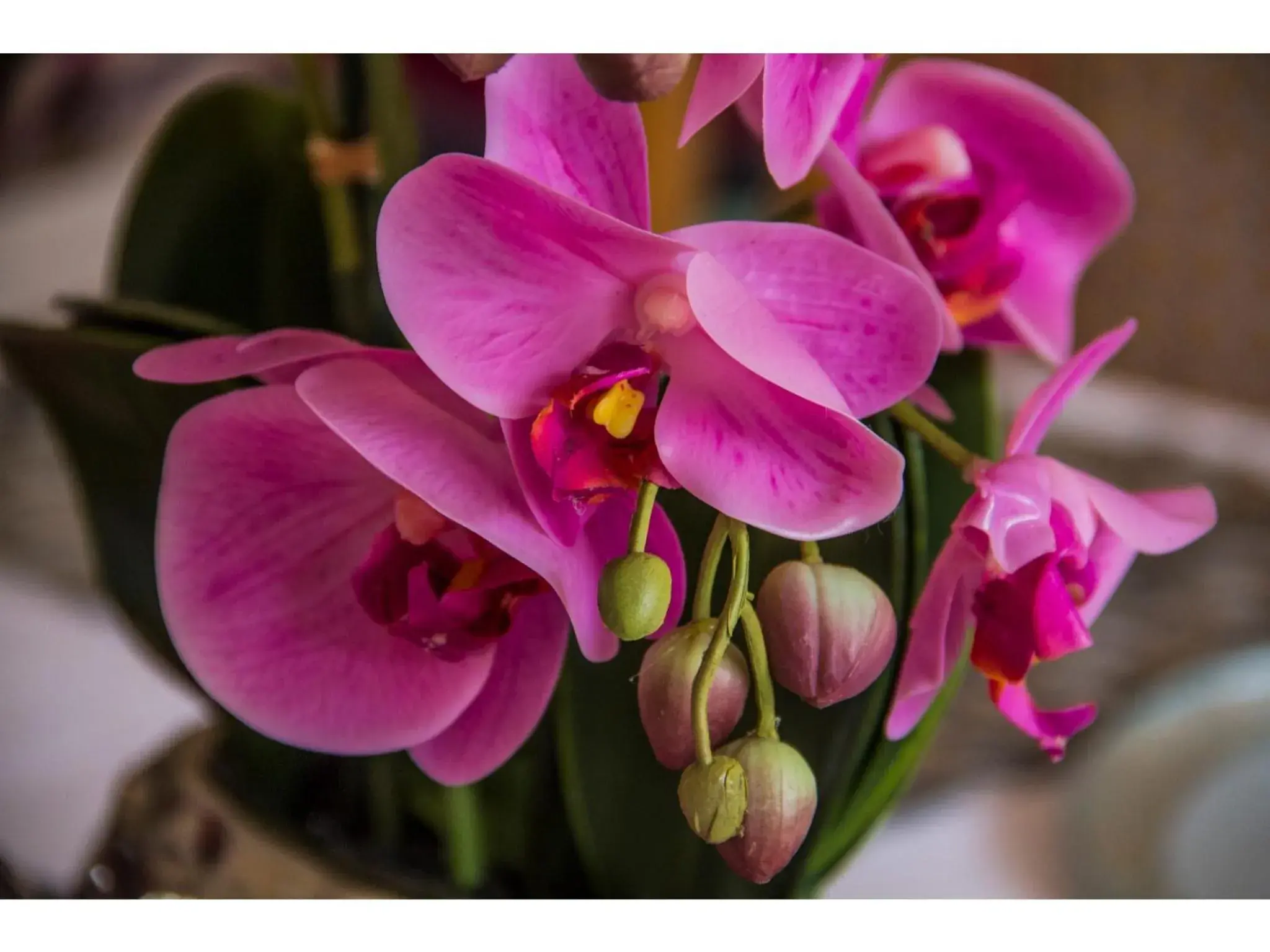 Lobby or reception in La Loggia Bed and Breakfast Lobby or reception in La Loggia Bed and Breakfast