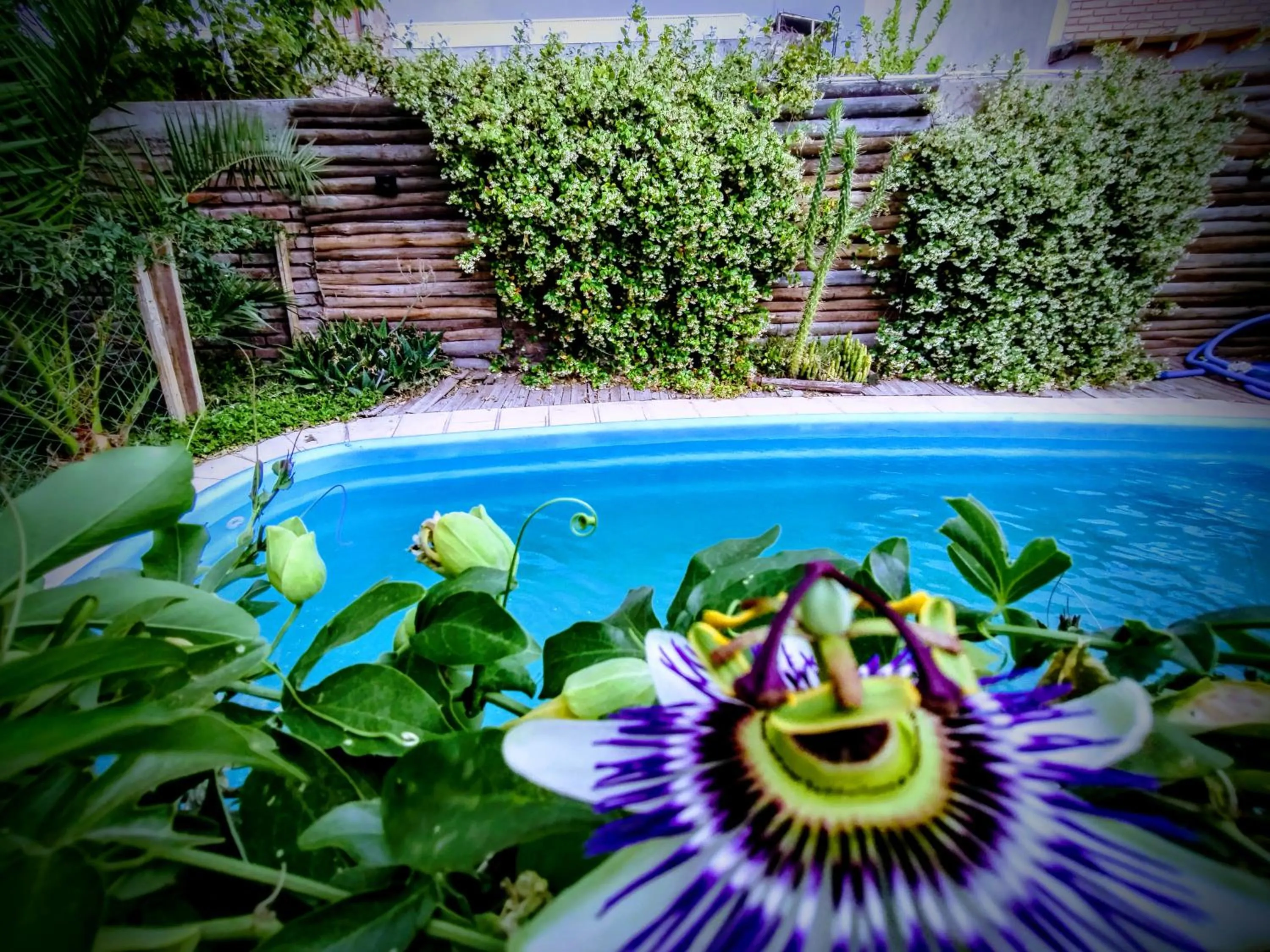Garden in Amukan Guest House