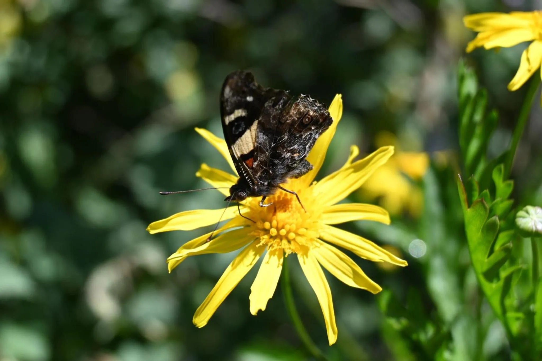 Garden in St Leonards Vineyard Cottages