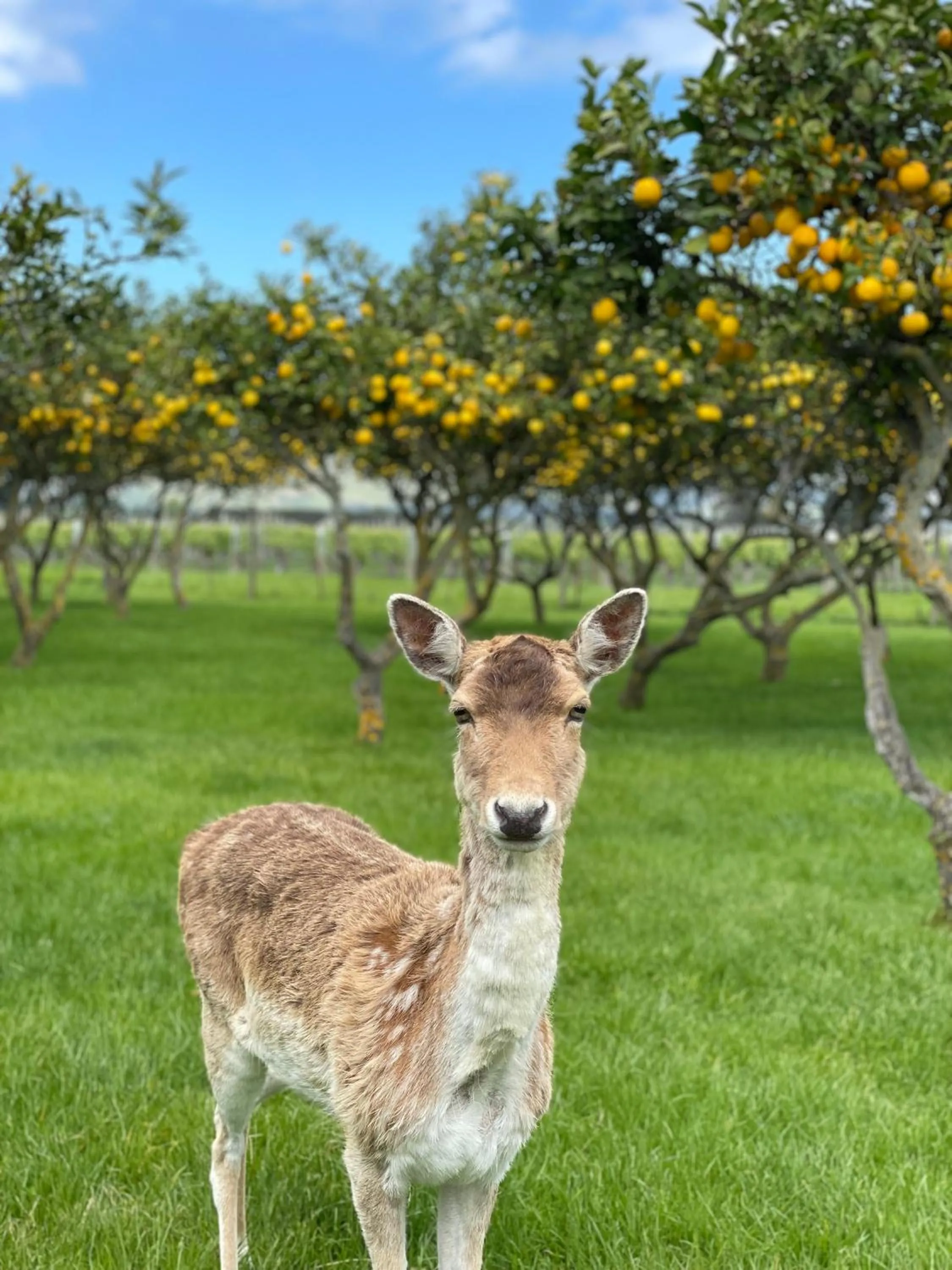 Garden in St Leonards Vineyard Cottages