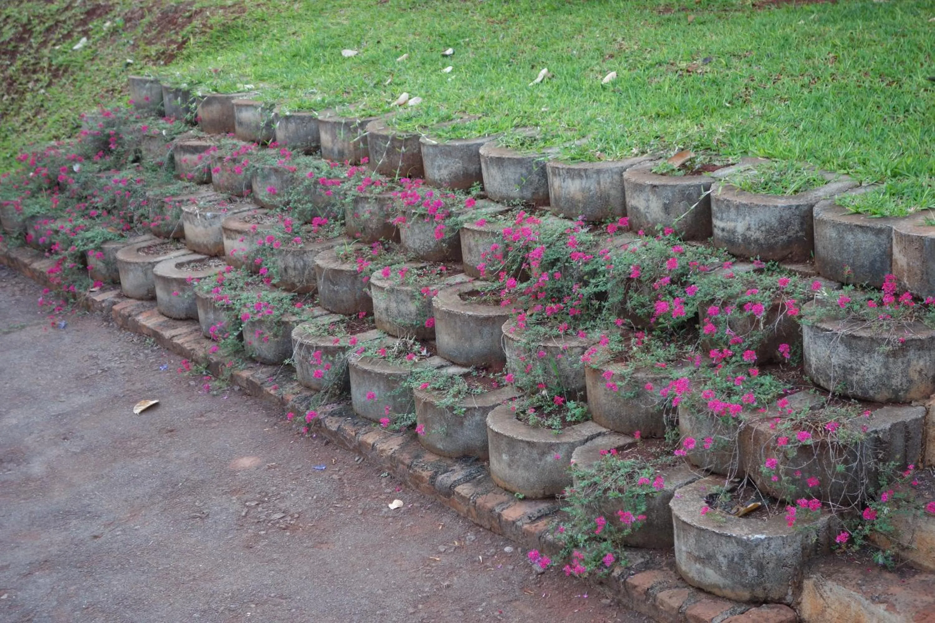 Garden in Impala Suites