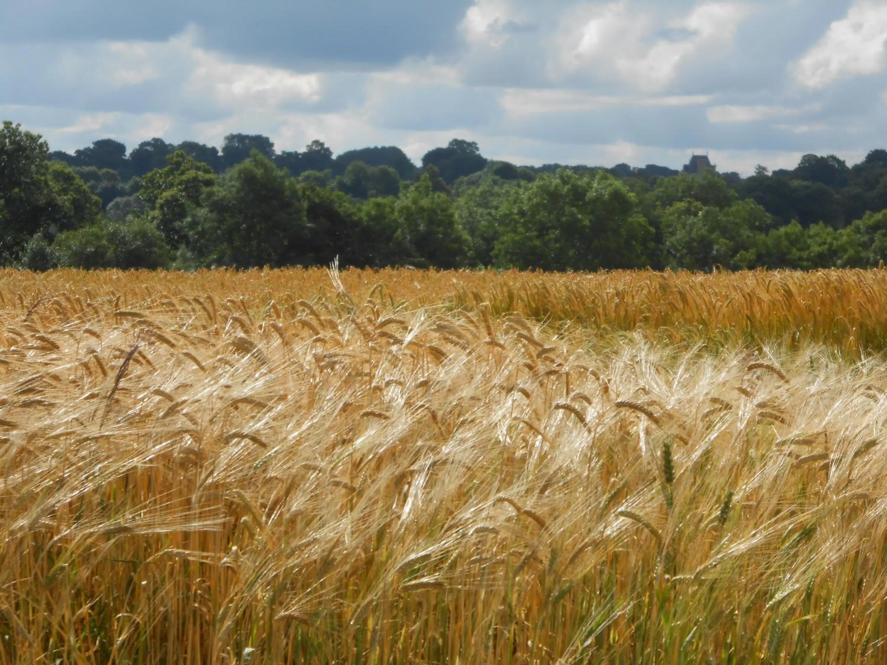 Natural landscape in La Tocade Del Arte - Dinan