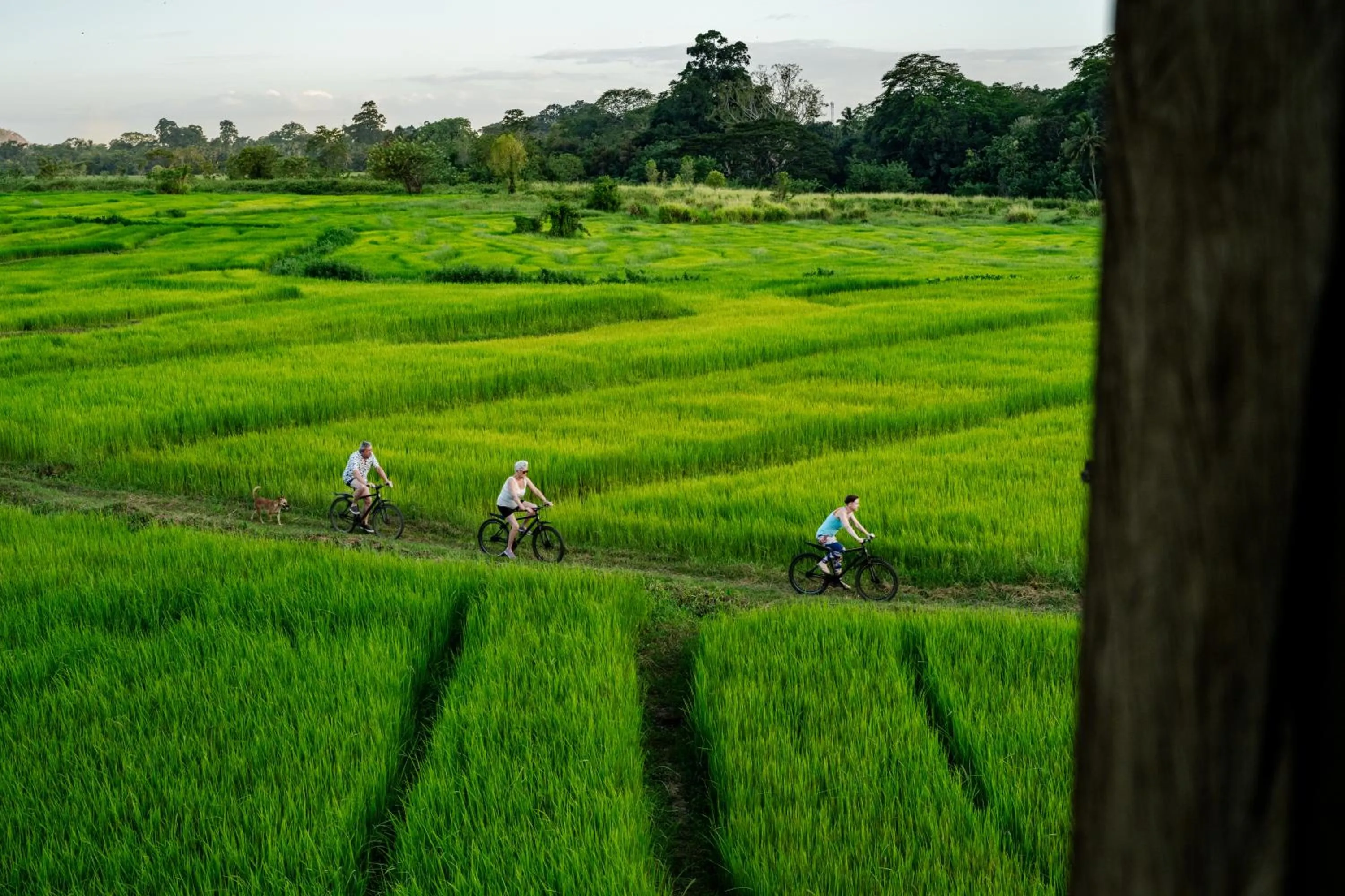 View (from property/room) in Jetwing Kaduruketha