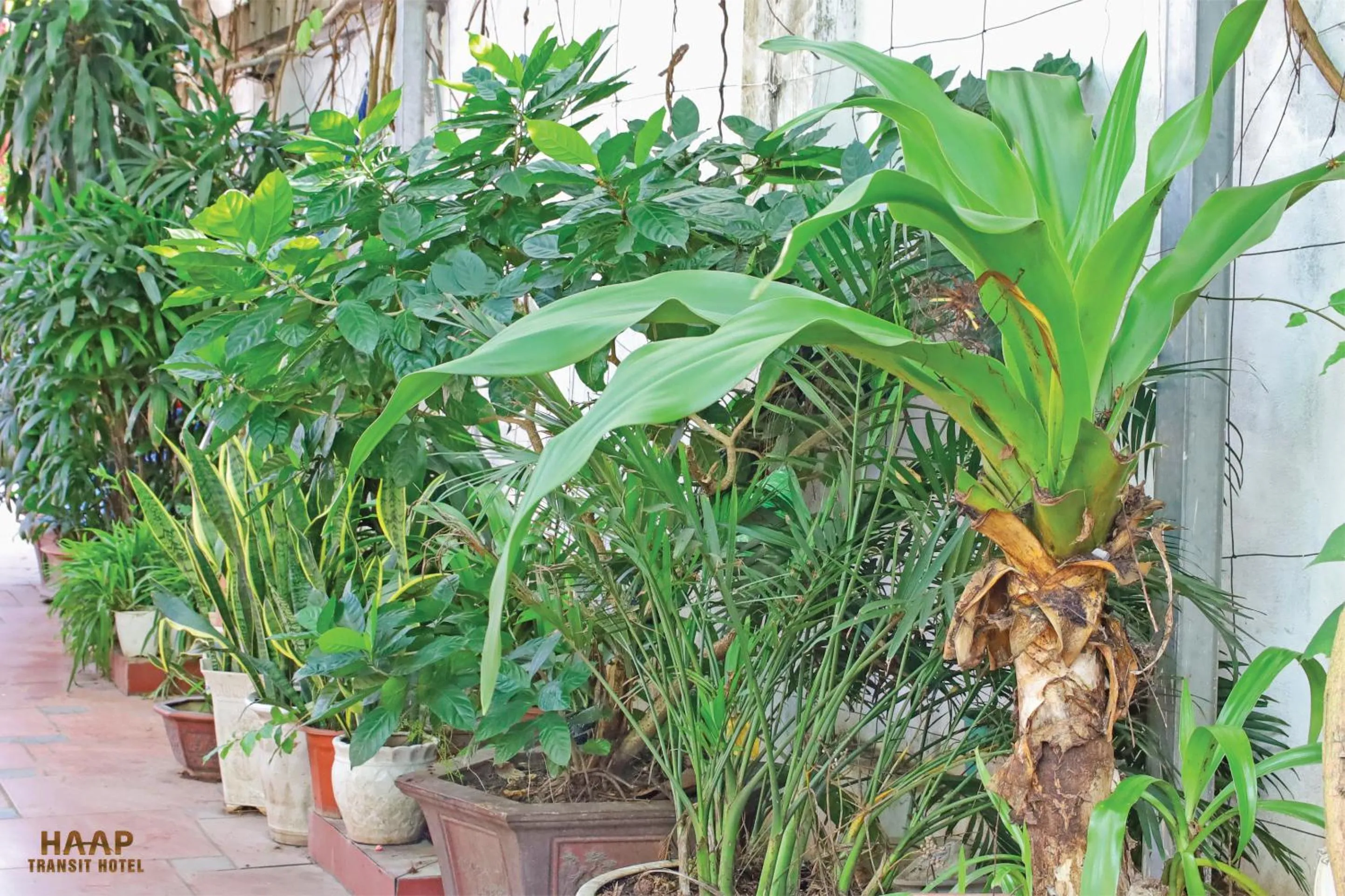 Garden in HAAP Transit Hotel