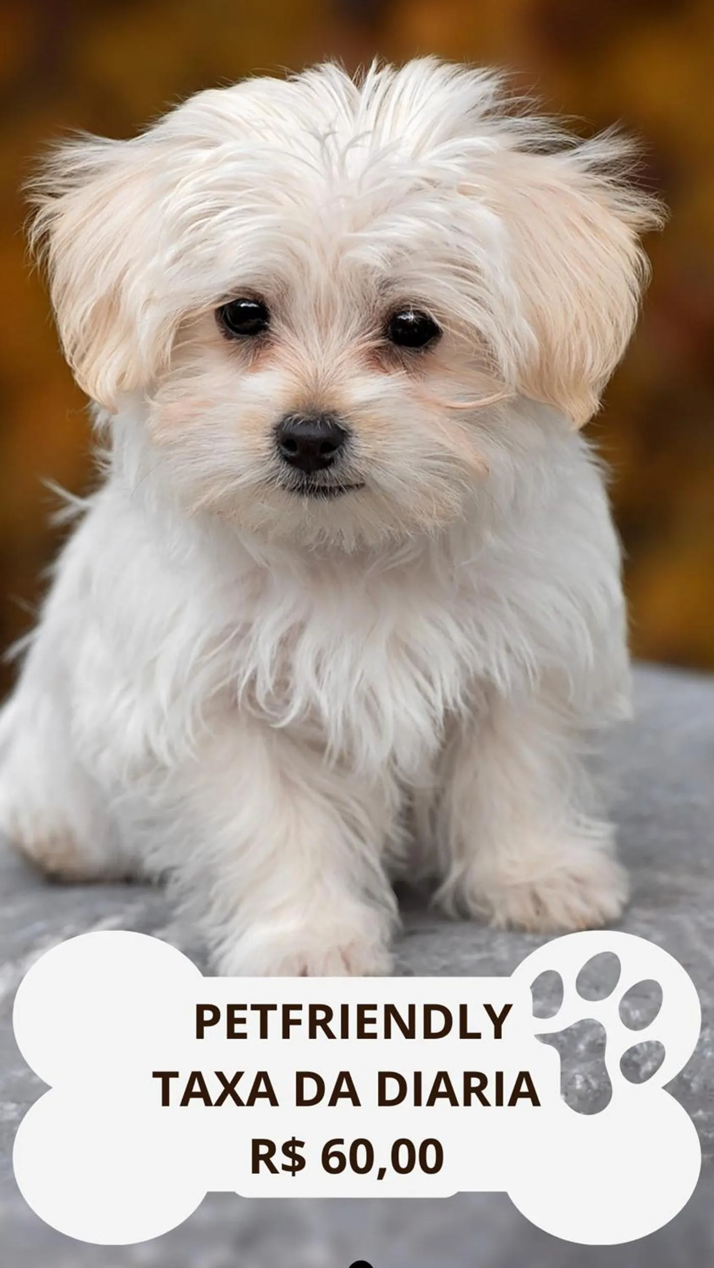 pet friendly in Hotel Rosa da Ilha Guaruja - Perto do Mar com piscina