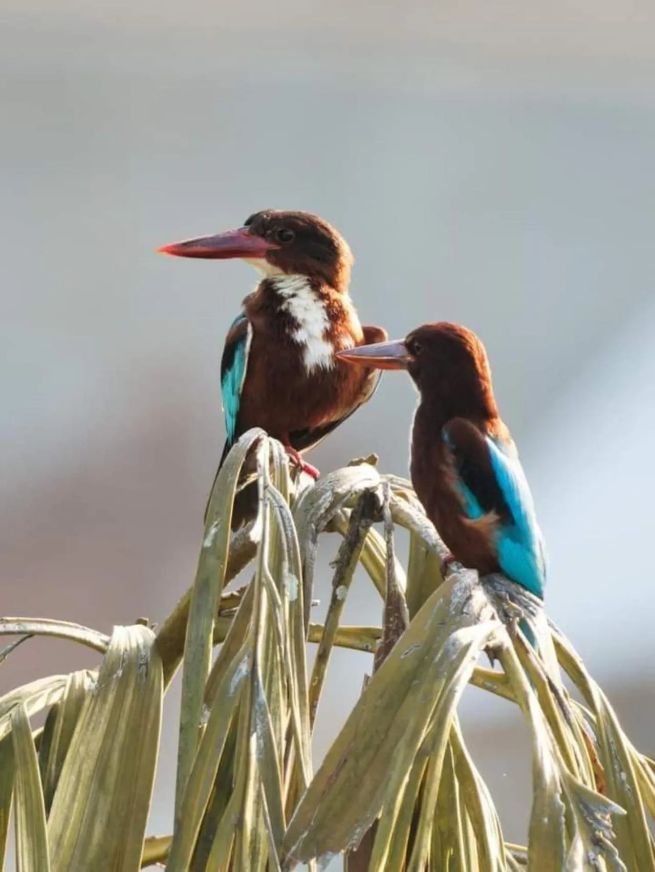 Animals in Green Hill Paradise Villa