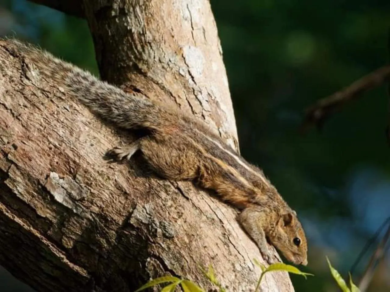 Animals in Green Hill Paradise Villa