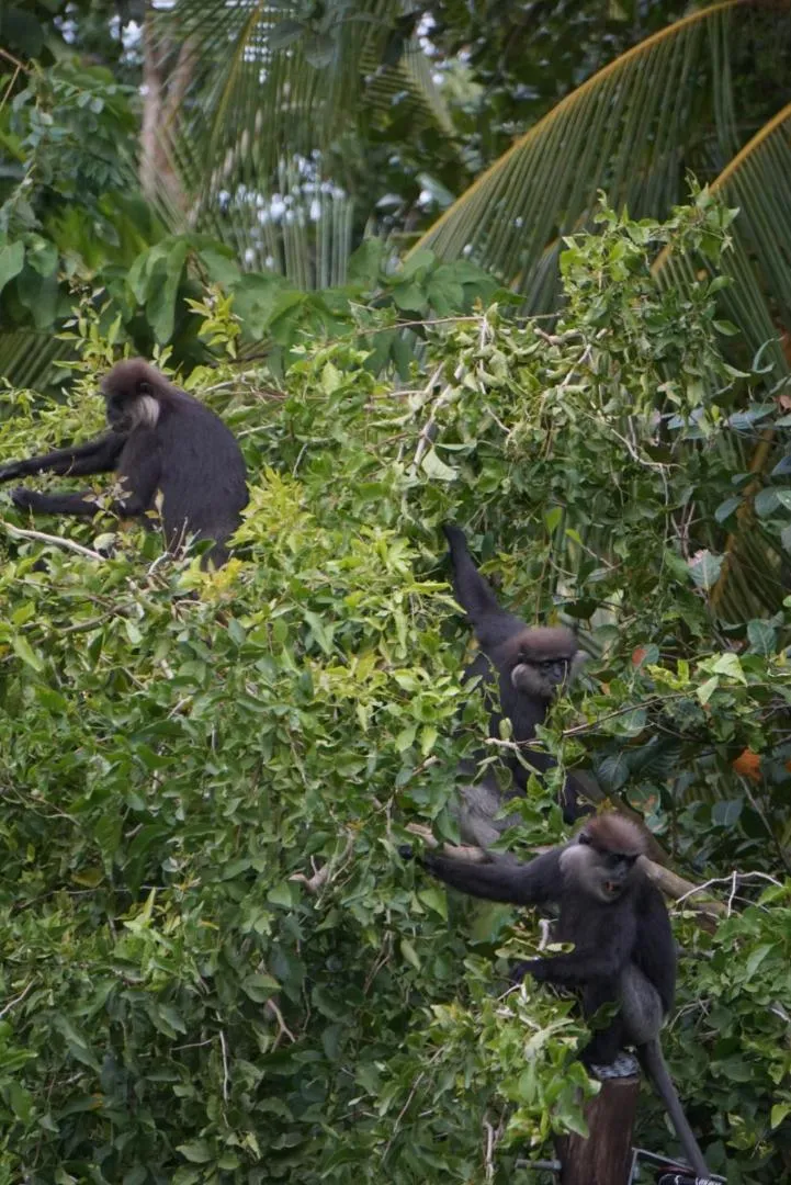 Garden in Green Hill Paradise Villa