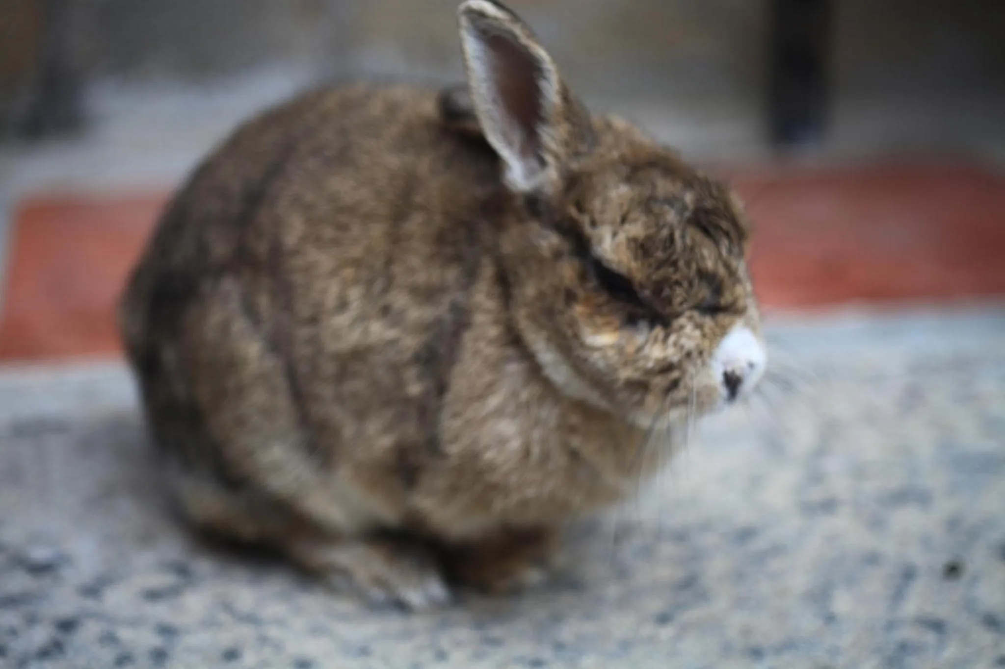 Animals in Pearl B&B