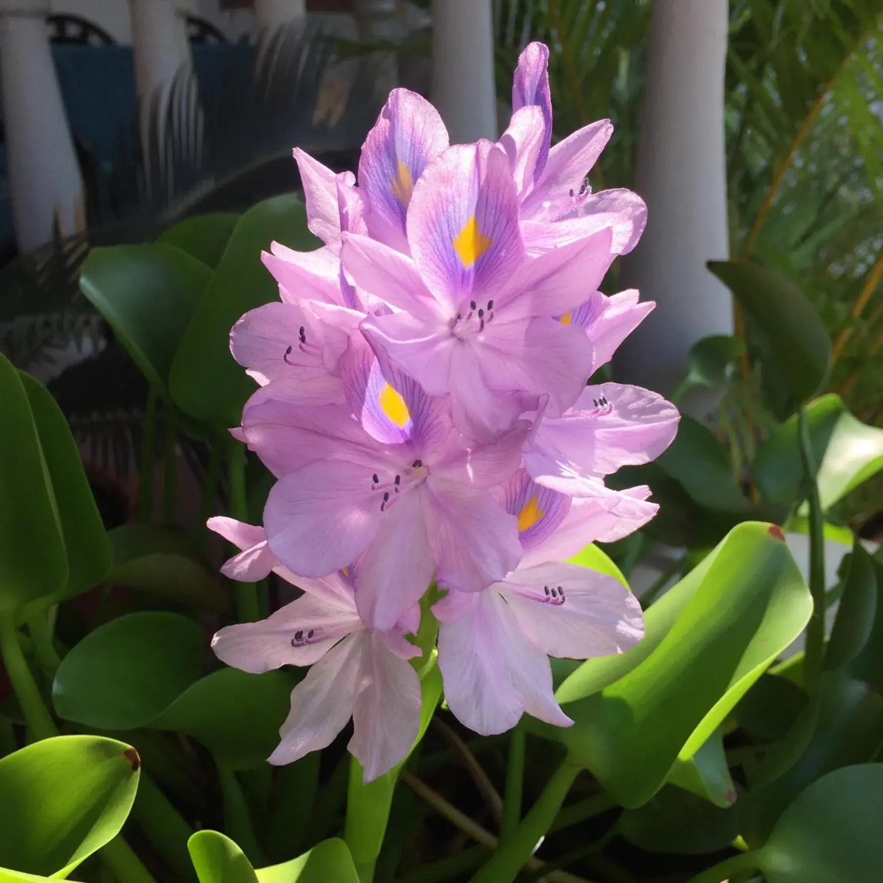 Facade/entrance in Villa Baywalk Goa - 200 meters from Morjim Beach Facade/entrance in Villa Baywalk Goa - 200 meters from Morjim Beach