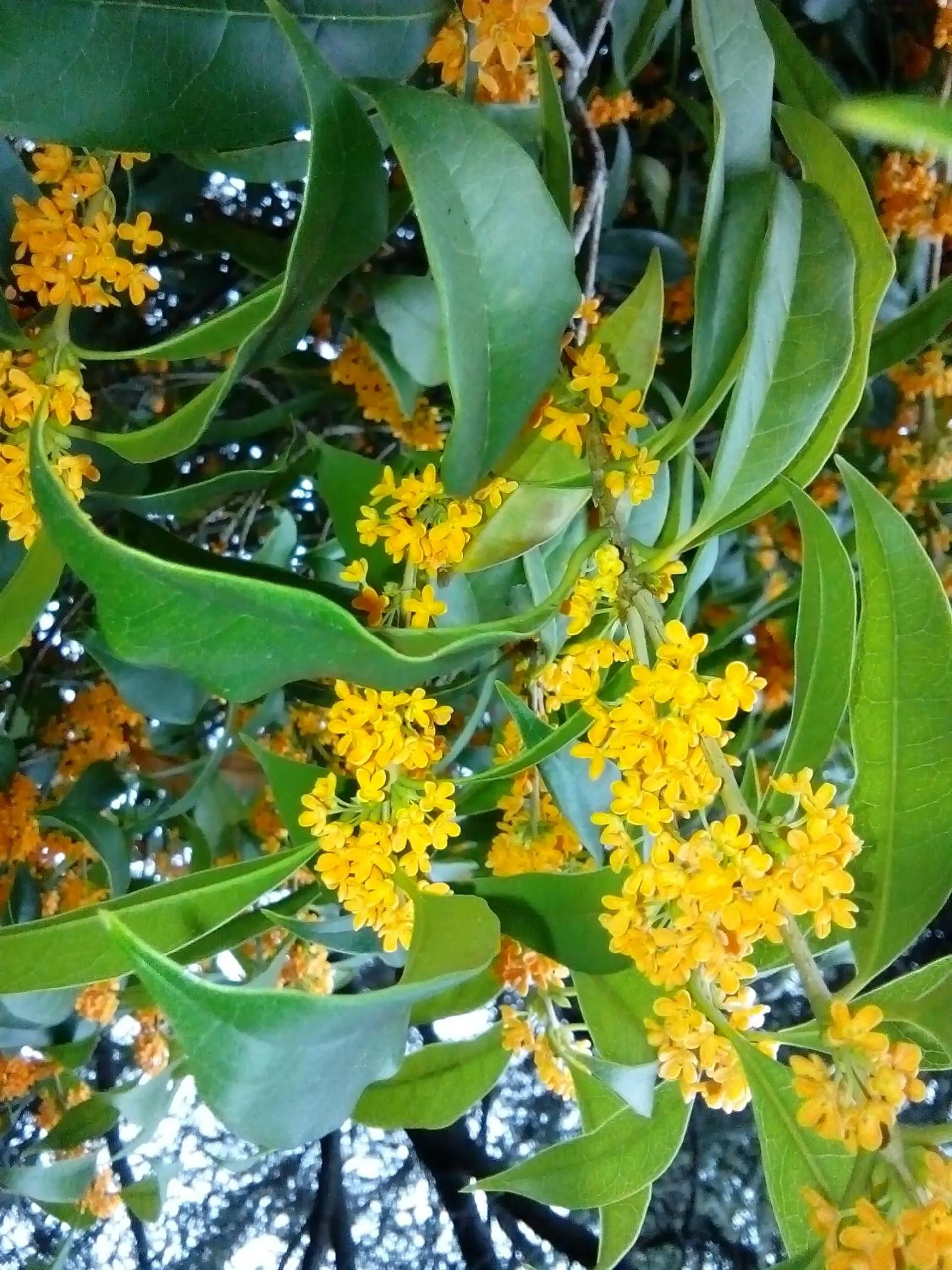 Autumn in Villa Osmanthus
