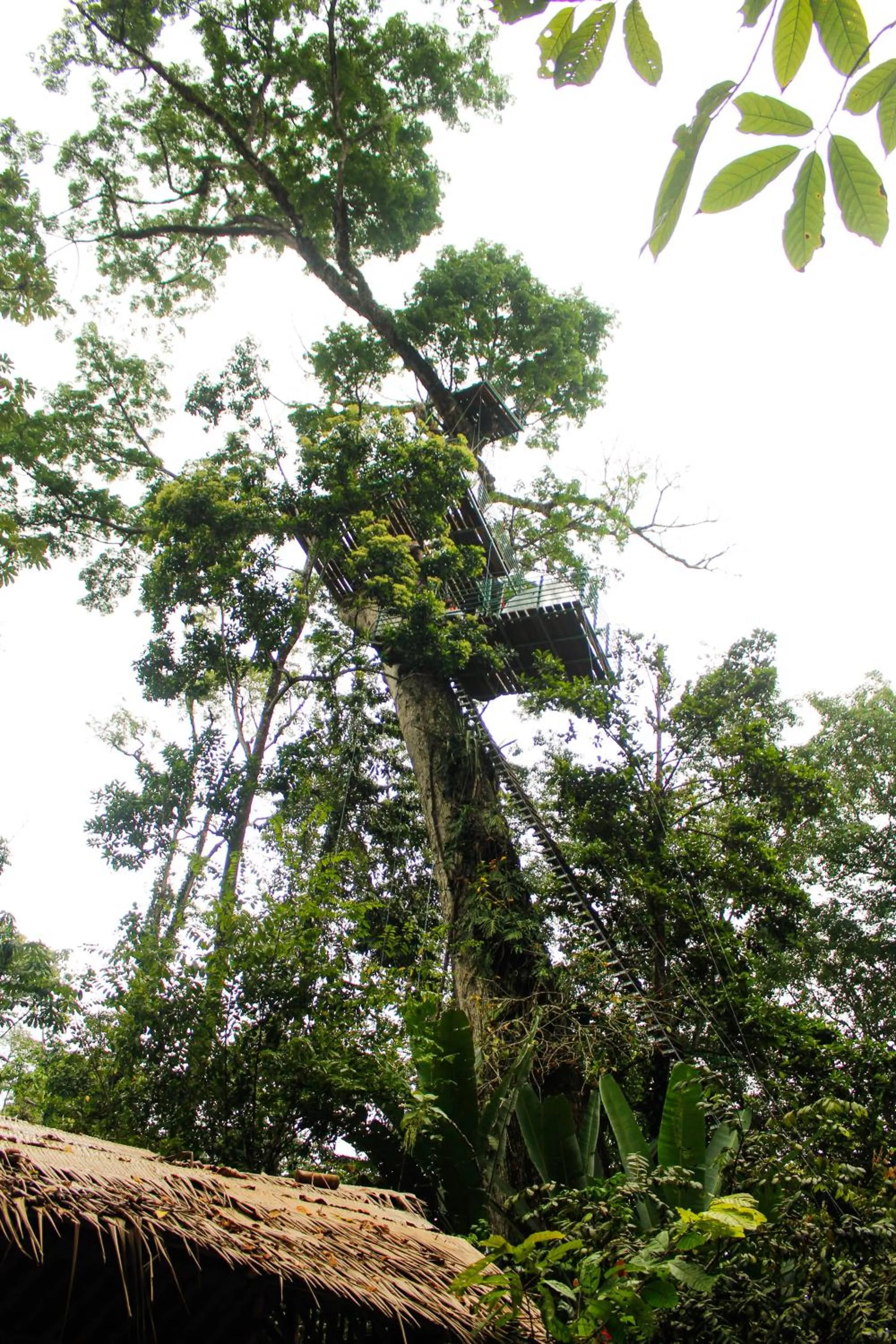 Natural landscape in The Green Jungle & Tree House Caribe