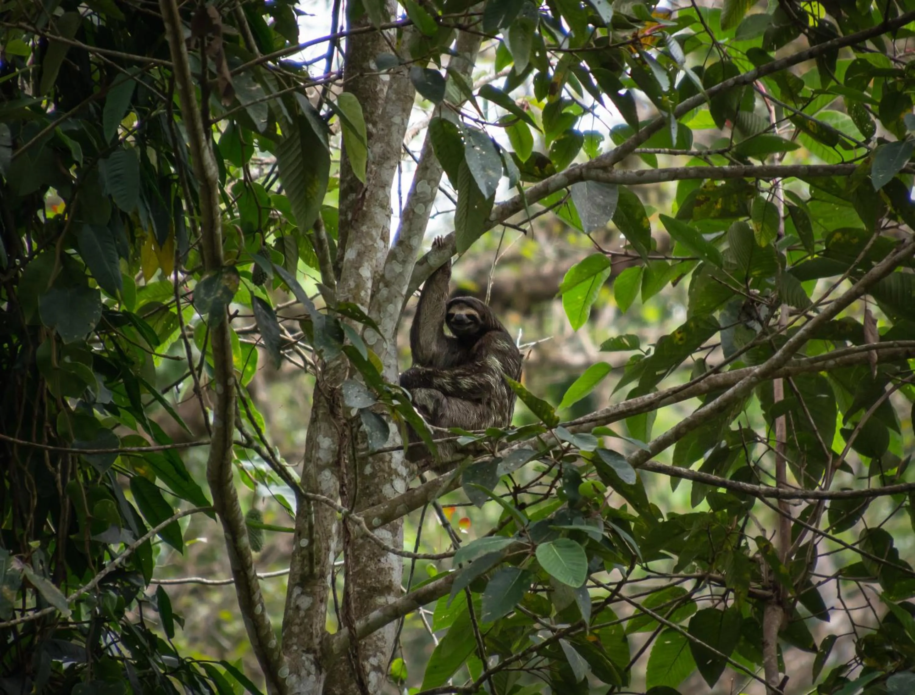 Natural landscape in The Green Jungle & Tree House Caribe