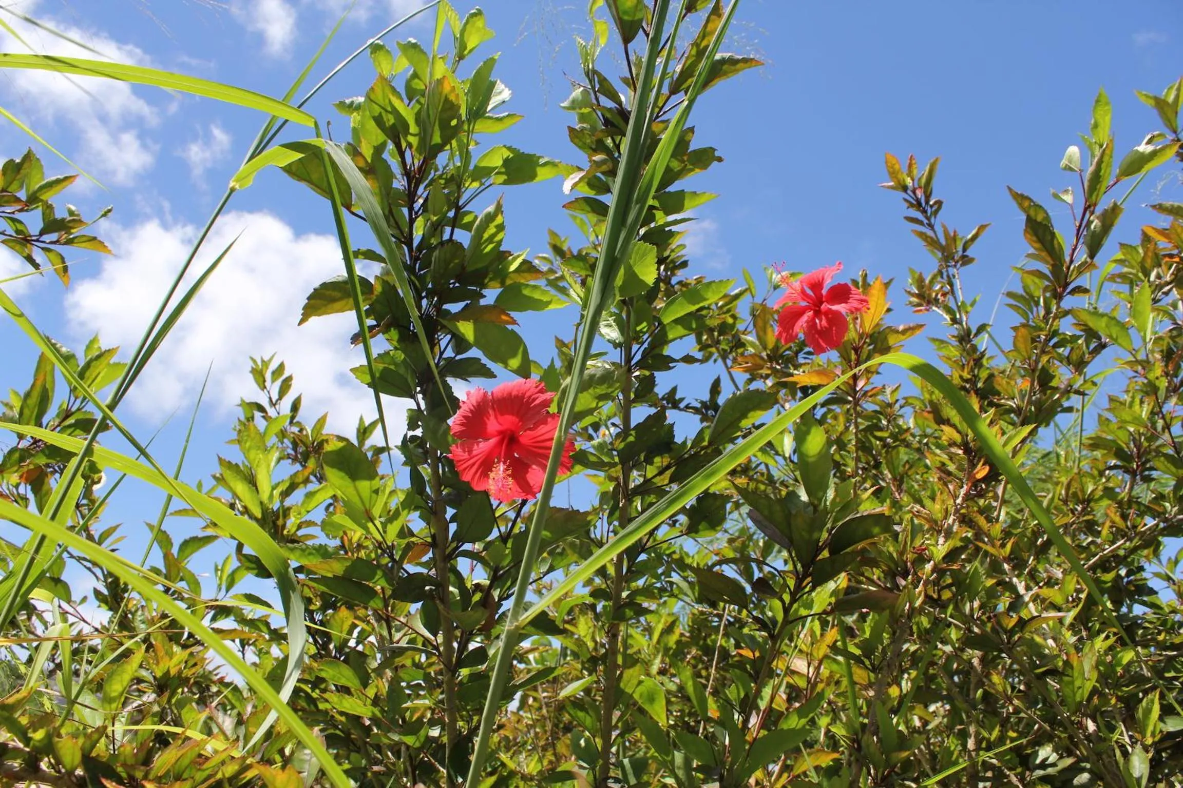 Off site in PANORAMA Ocean View Cottage