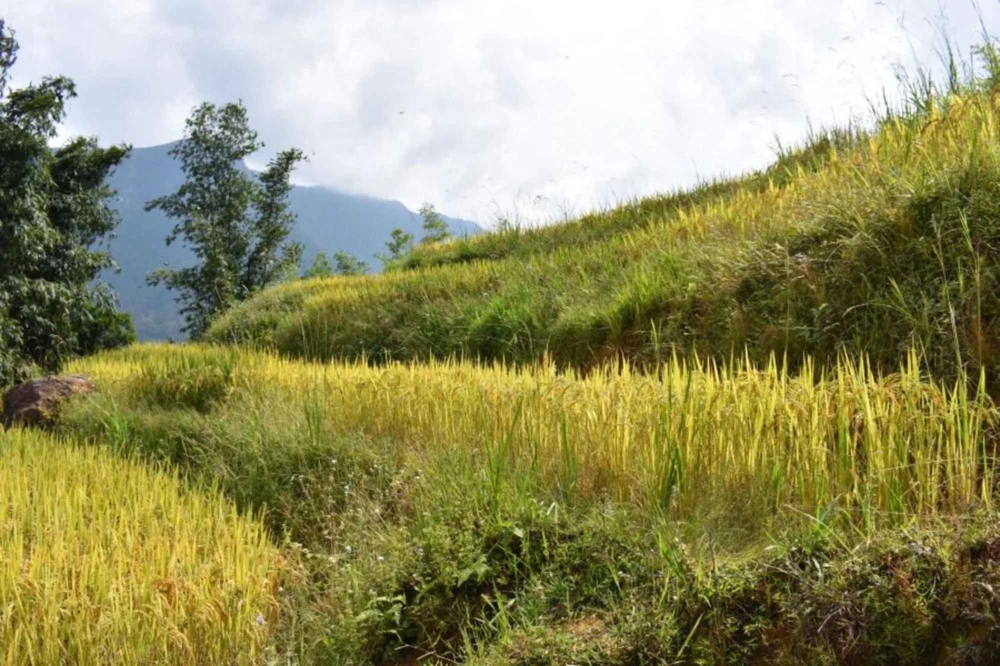 Luckydaisy Buffalo House