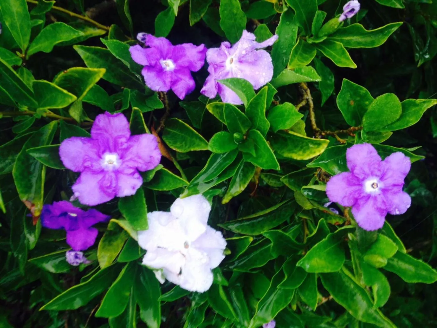 Garden in Khaoyai Nature Retreat