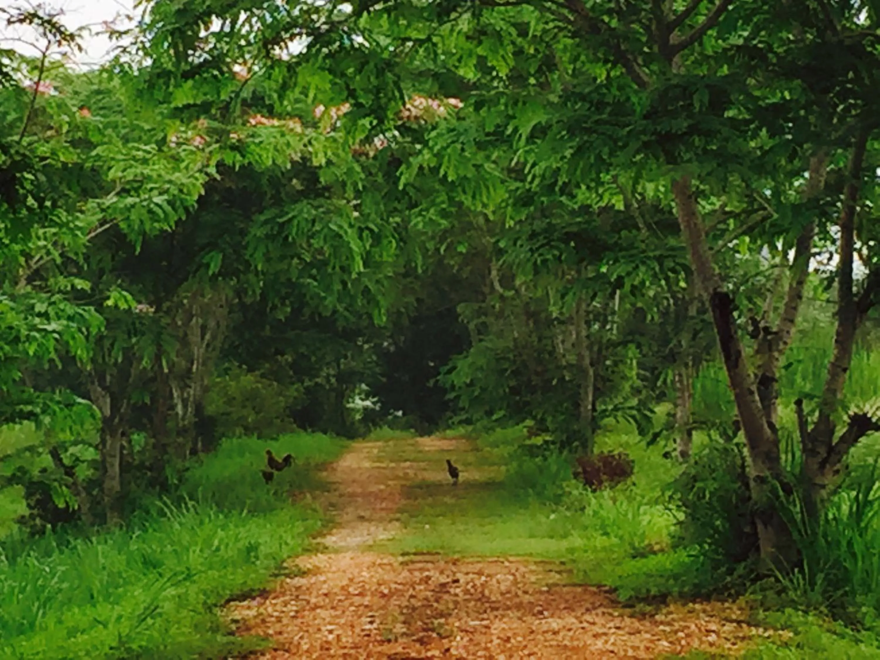 Patio in Khaoyai Nature Retreat
