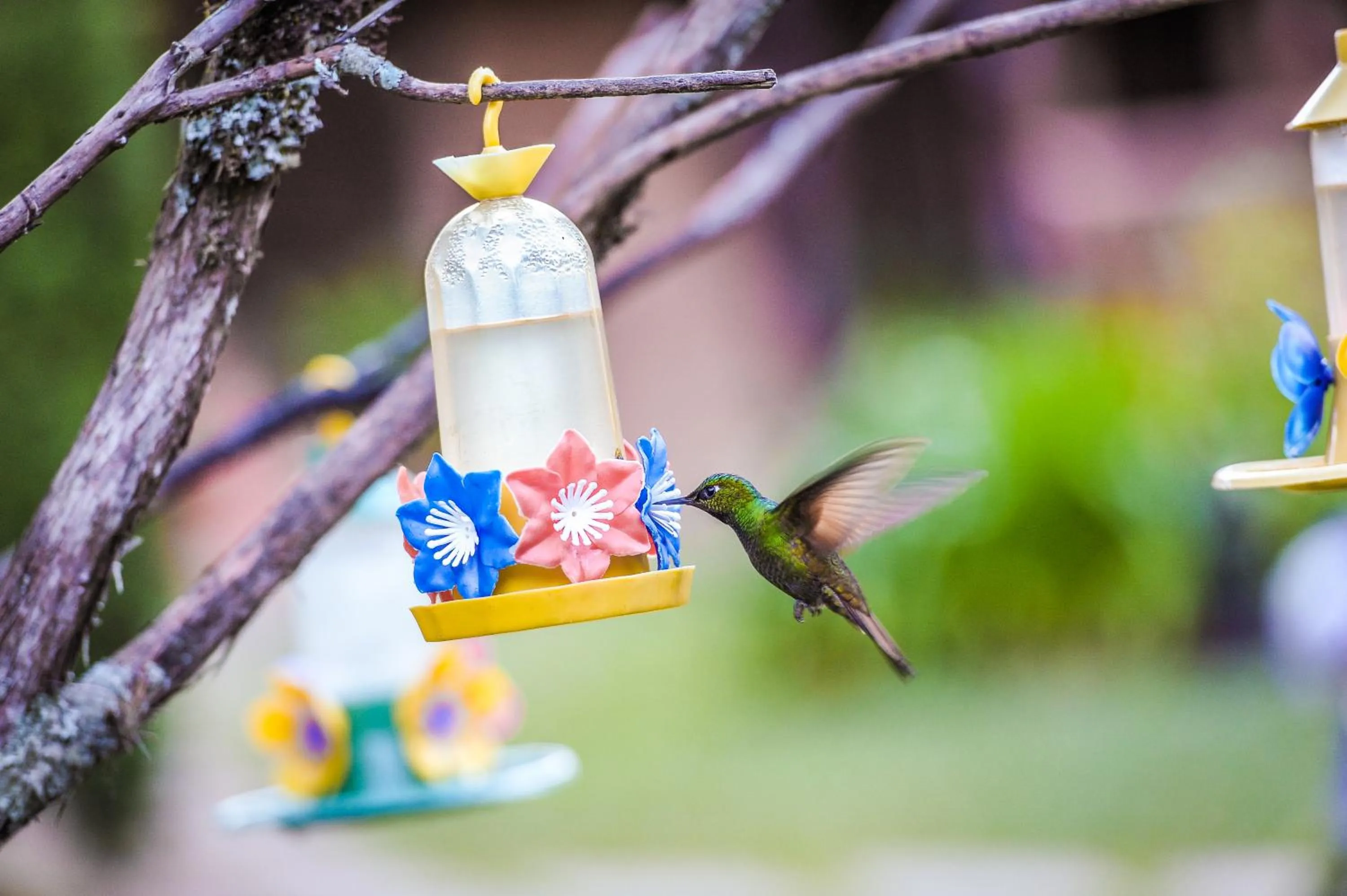 Animals in Pousada & Spa Cantos e Contos