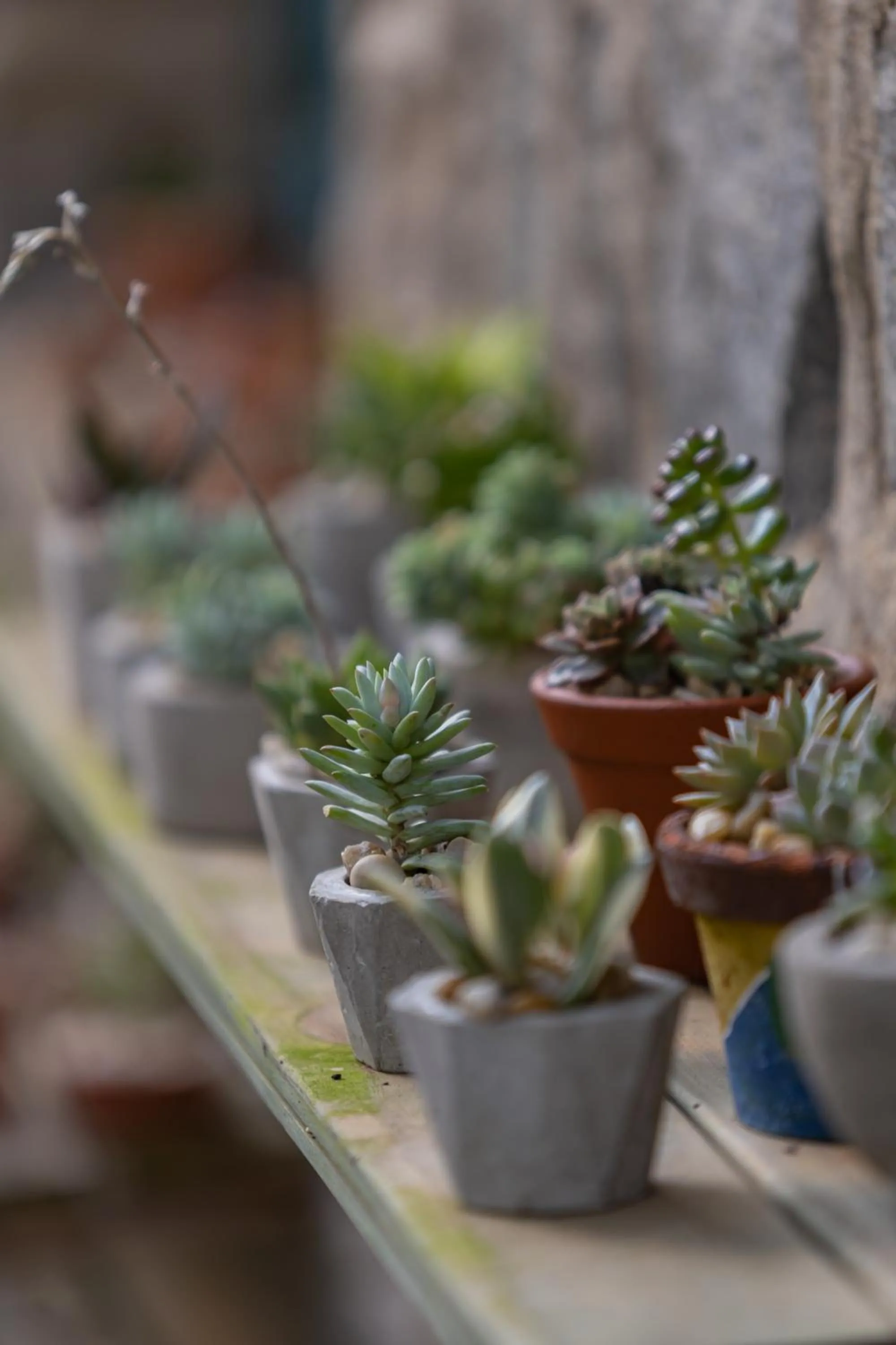 Garden in Pousada & Spa Cantos e Contos