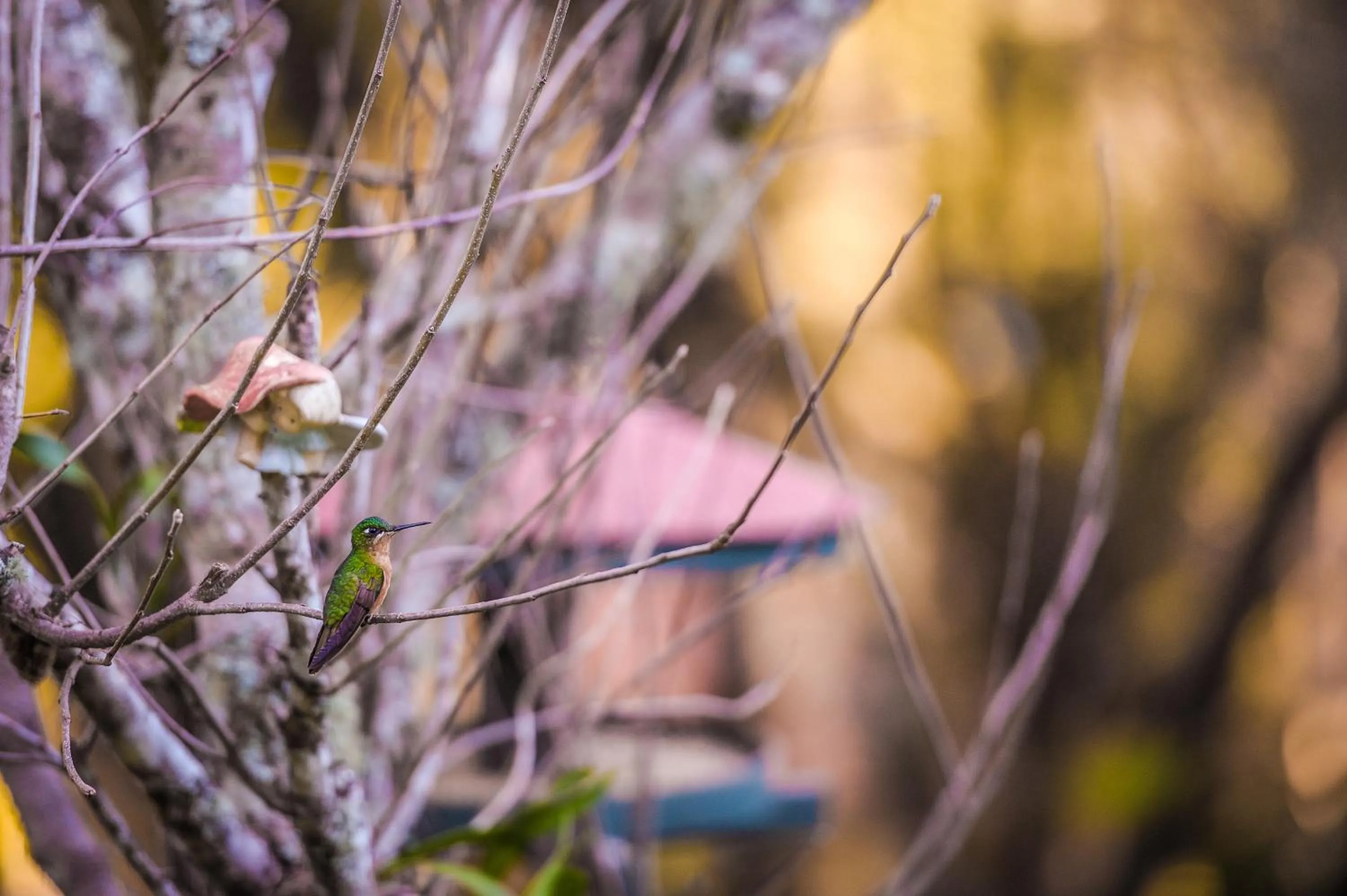 Animals in Pousada & Spa Cantos e Contos