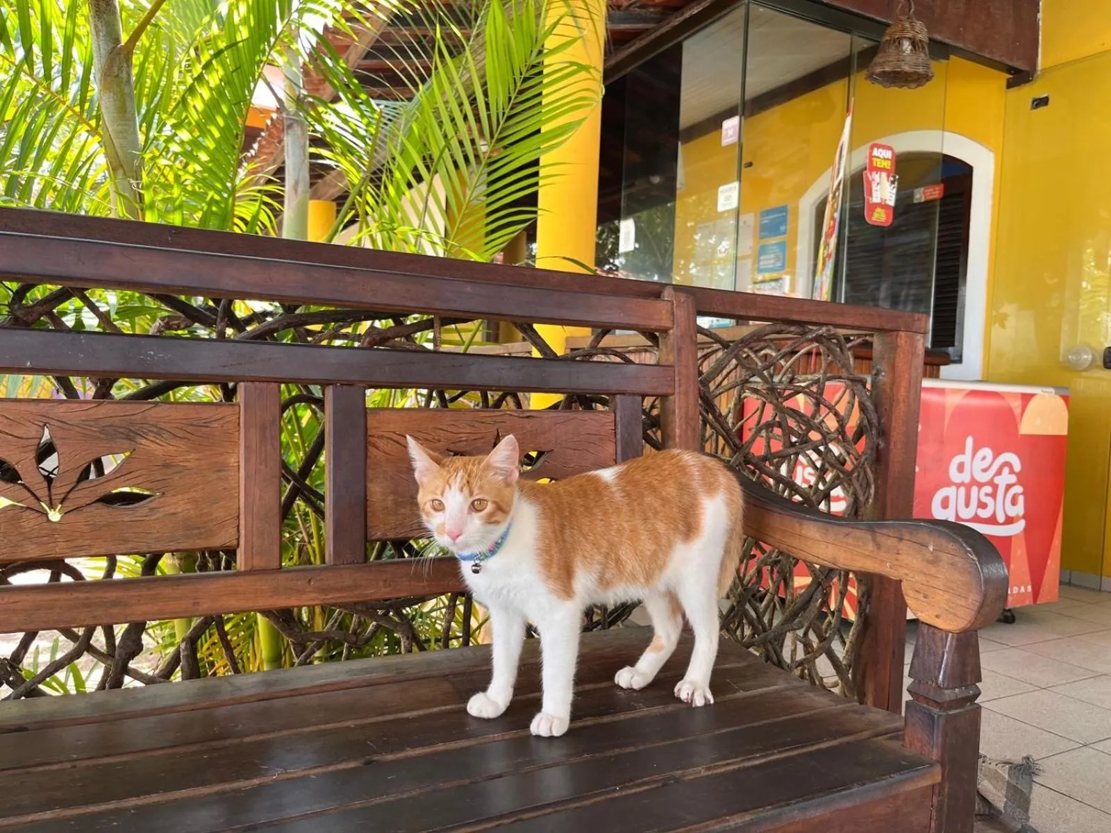 Pets in Pousada Uba-Rio Porto de Galinhas