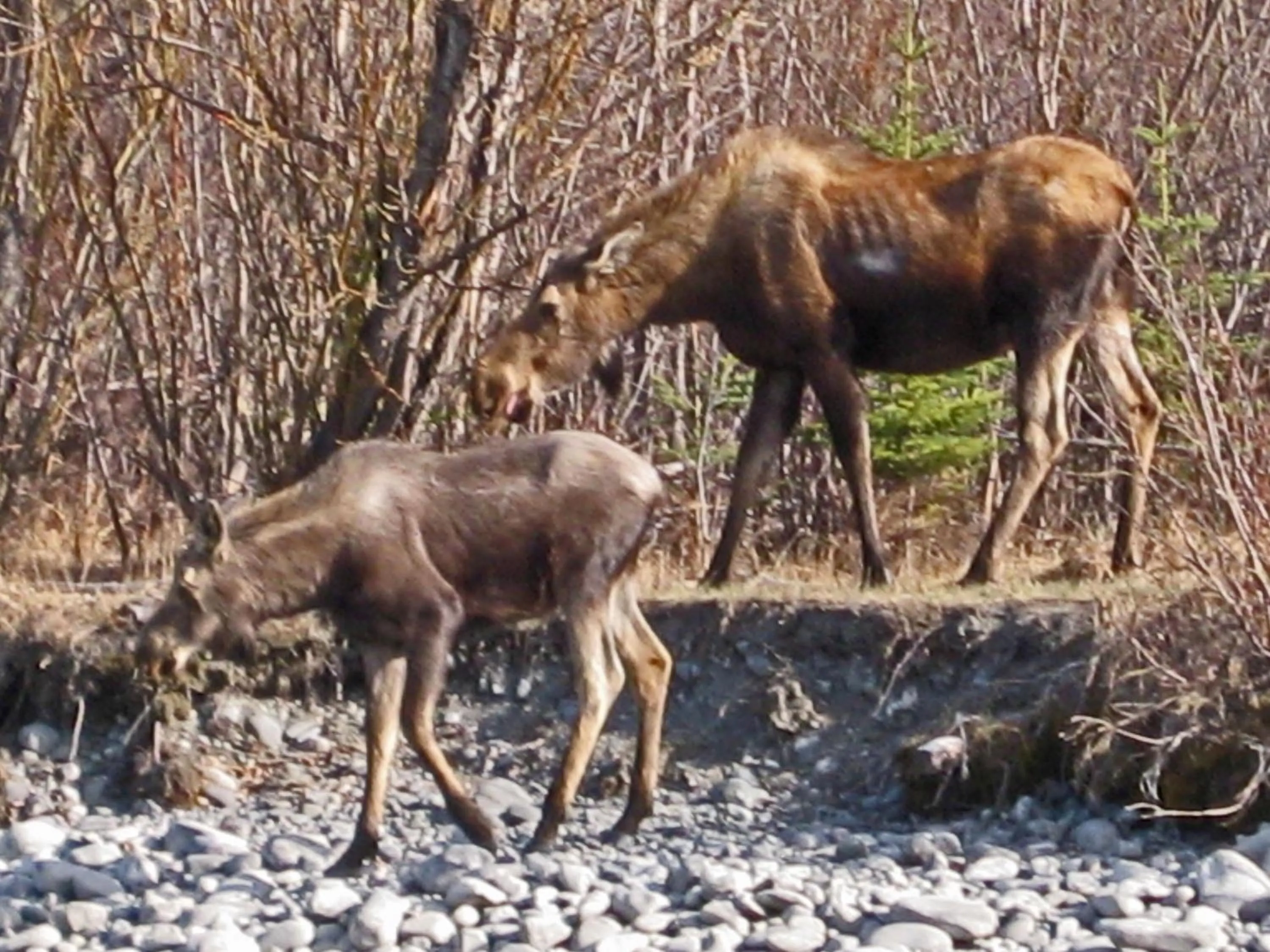Animals in Nicolai's Mine Camp